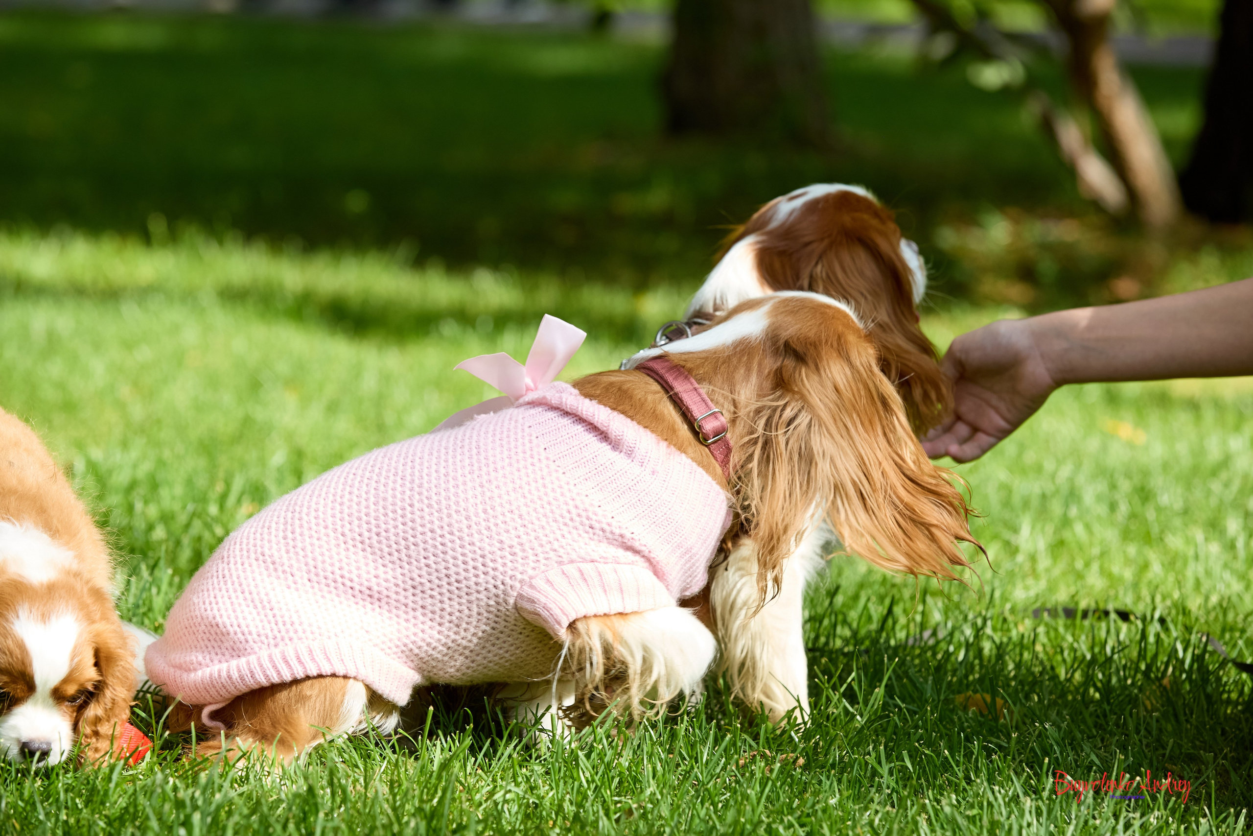 Фотопрогулка с кавалерами. Buyvolenko Andrey