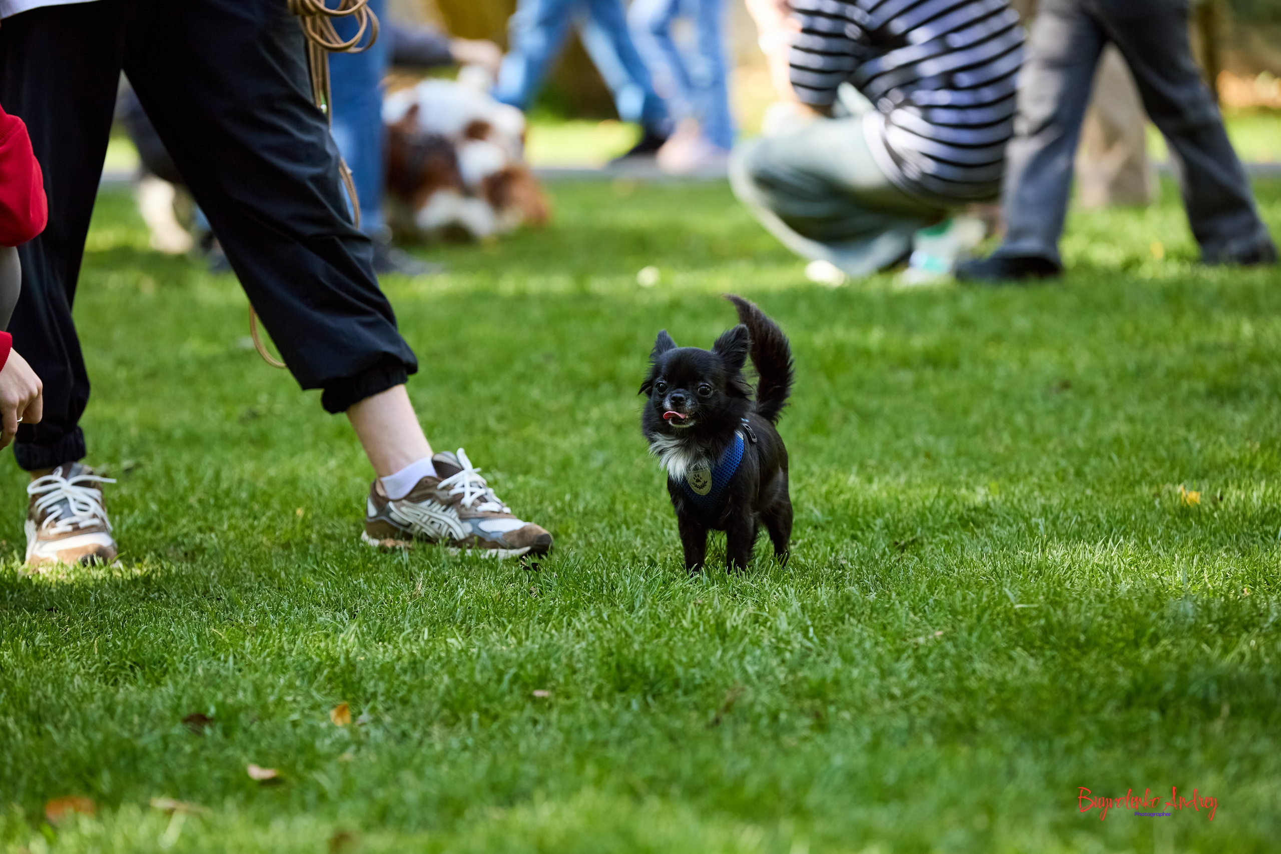 Фотопрогулка с кавалерами. Buyvolenko Andrey