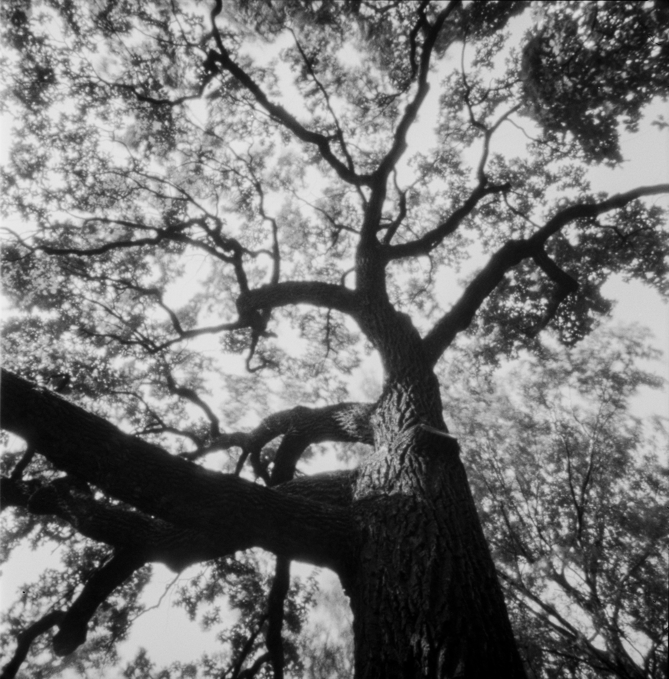 Pinhole. Philipp Yelistratov