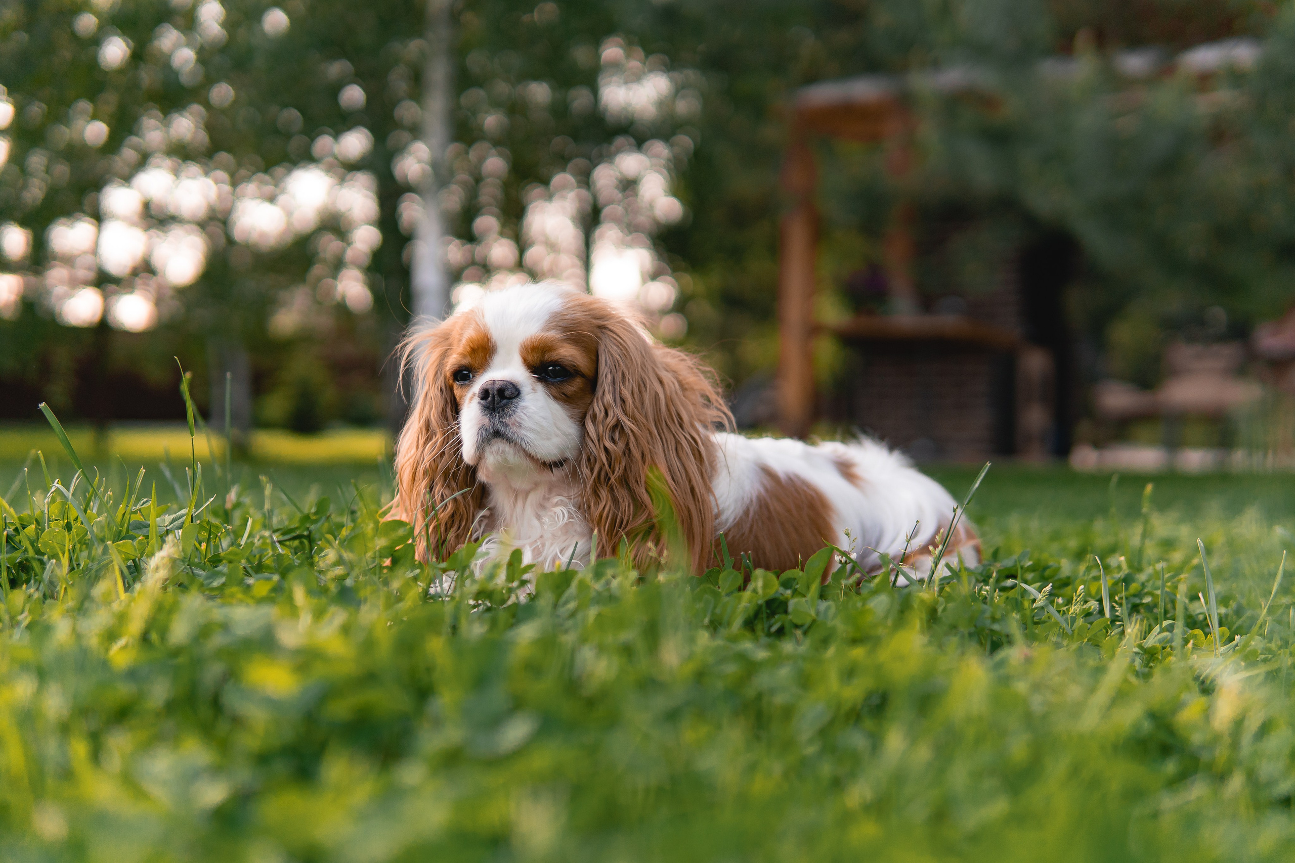 Belle Destino (питомник): майское солнышко. Портретный и репортажный фотограф в Воронеже: Анастасия Пузикова