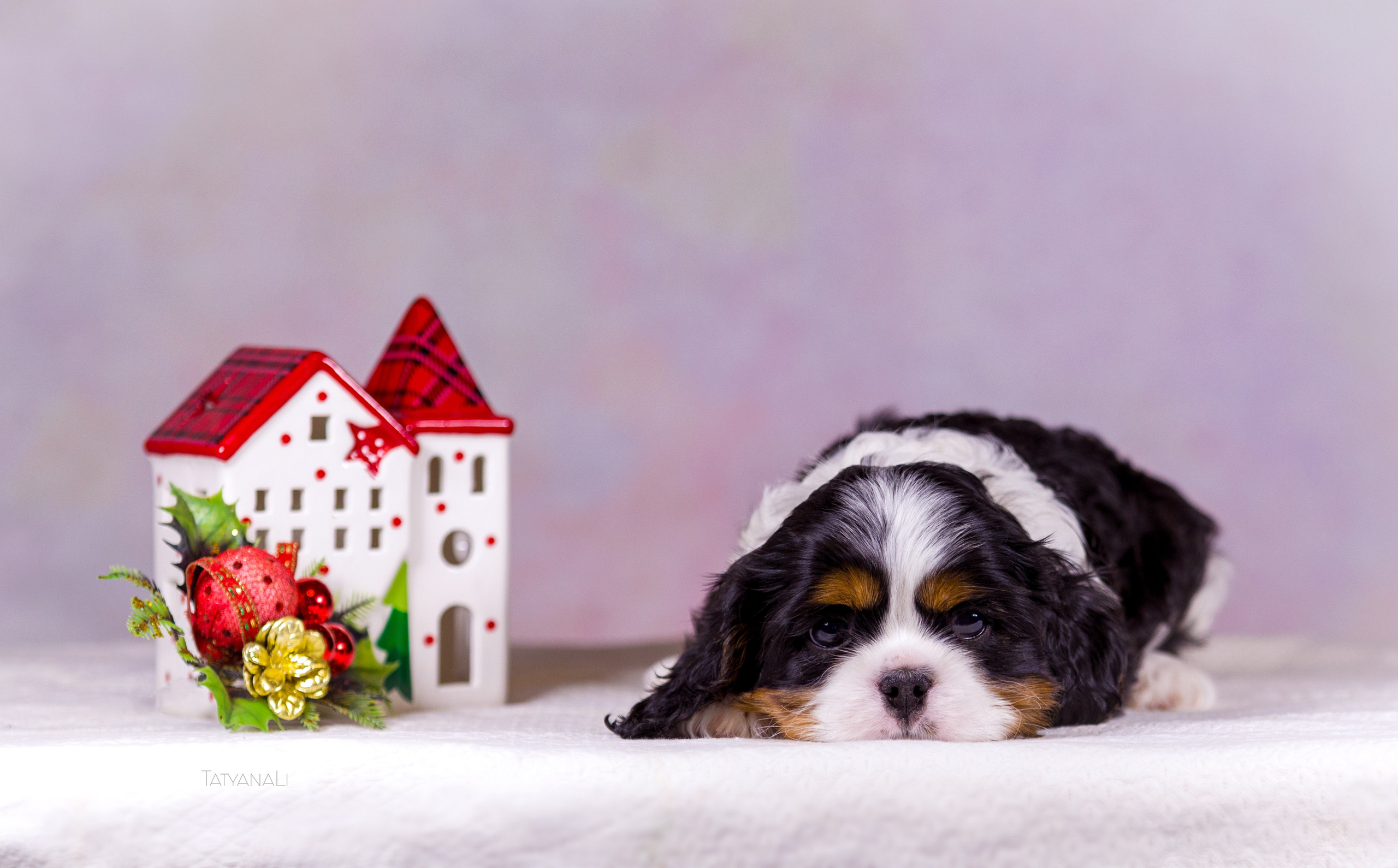 Кавалер-Кинг-Чарльз-Спаниель. Фотограф — анималист Татьяна Ли