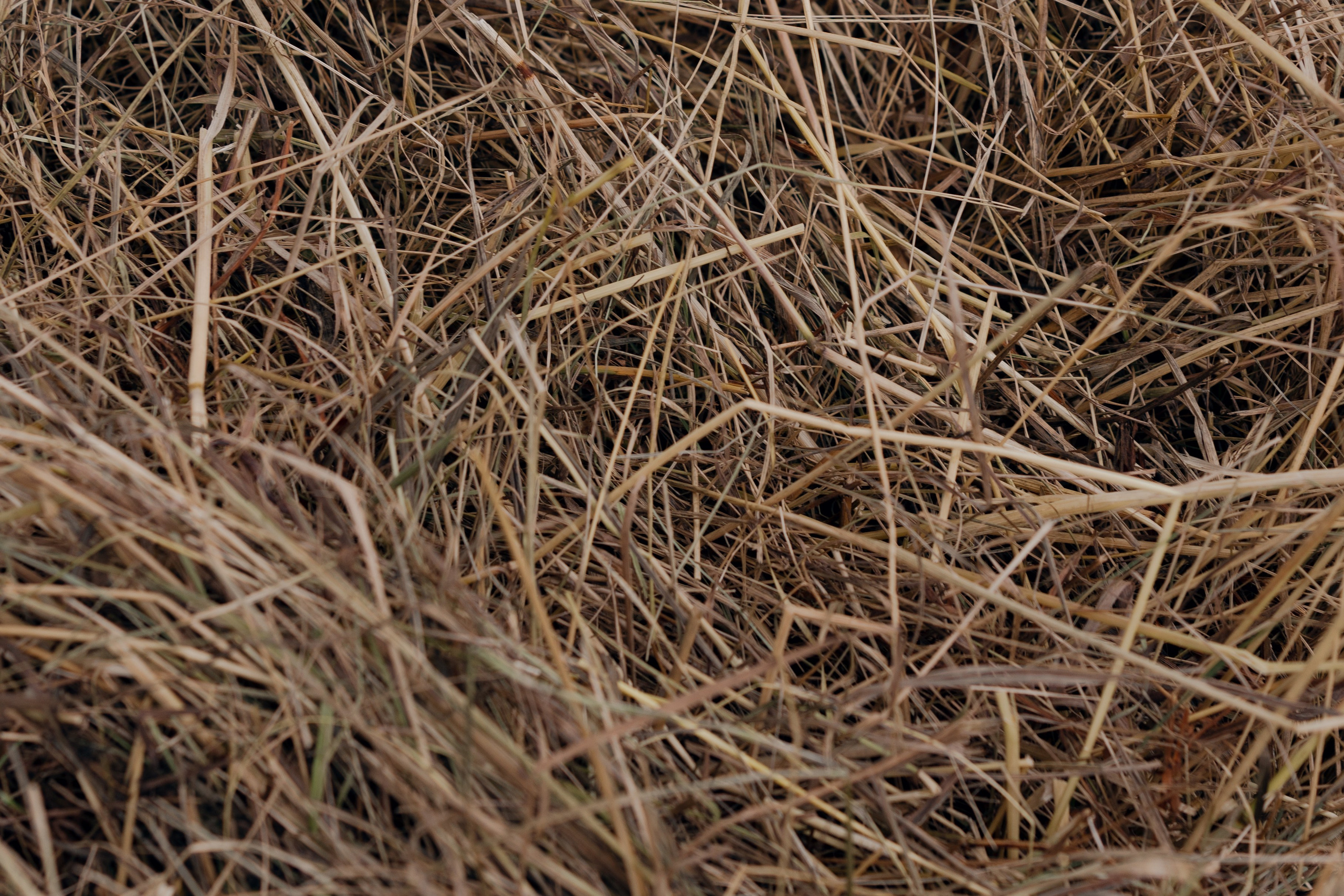 На ферме. @dariazphoto свадебный фотограф