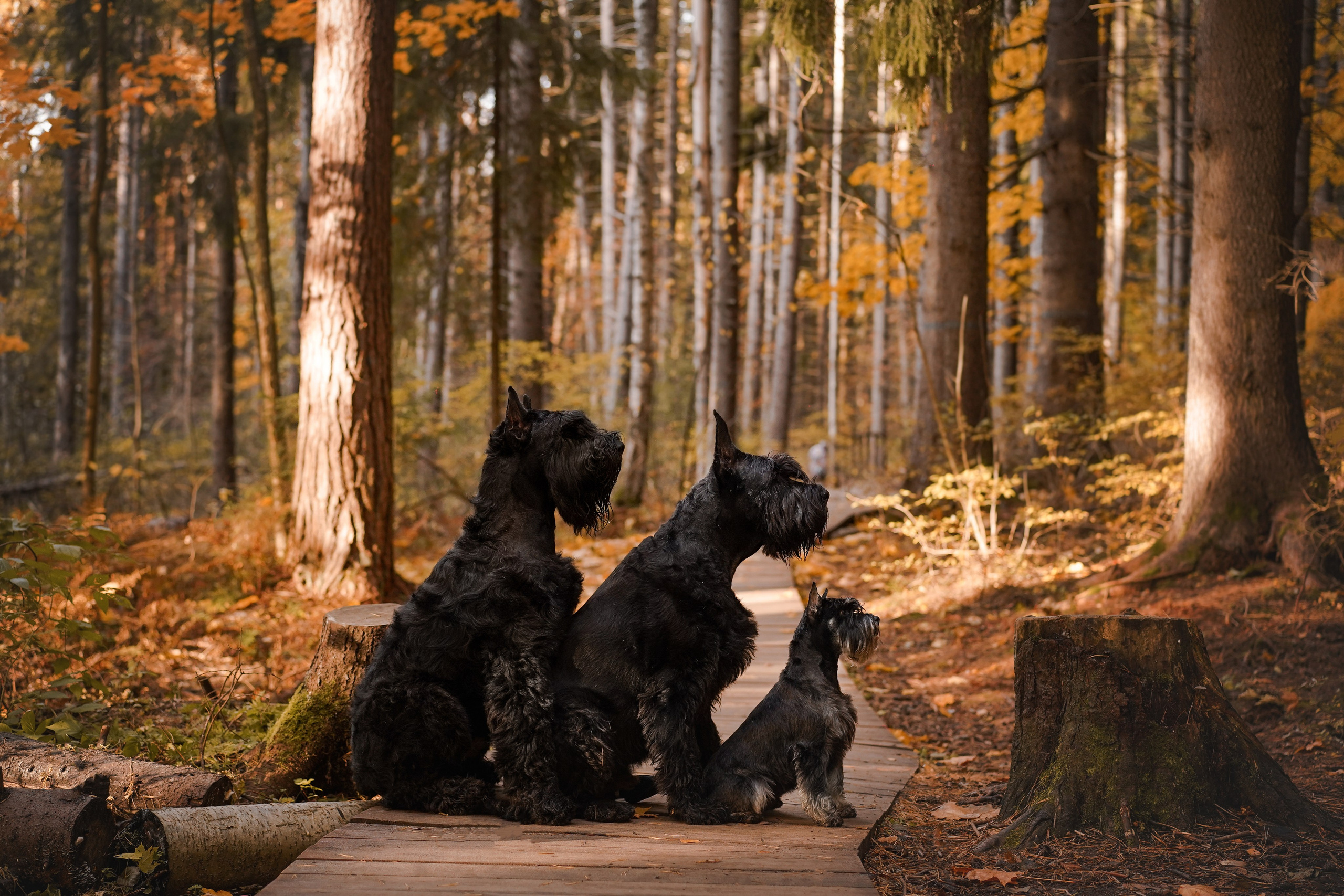 Оля Миша и шнауцеры. Фотограф-анималист в Санкт-Петербурге Яна Мартынова