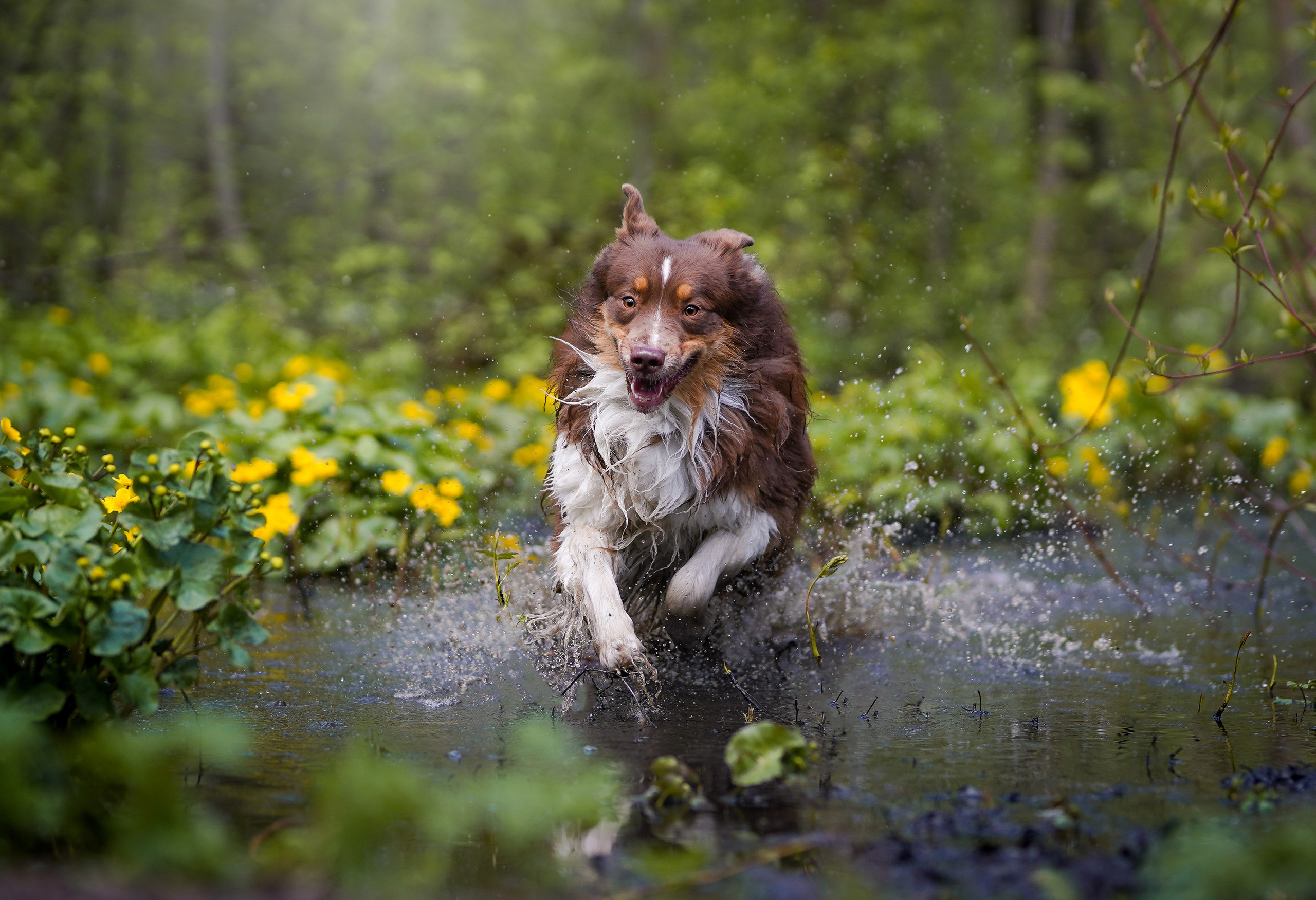 Рокки и Гермиона. Фотограф-анималист в Санкт-Петербурге Яна Мартынова