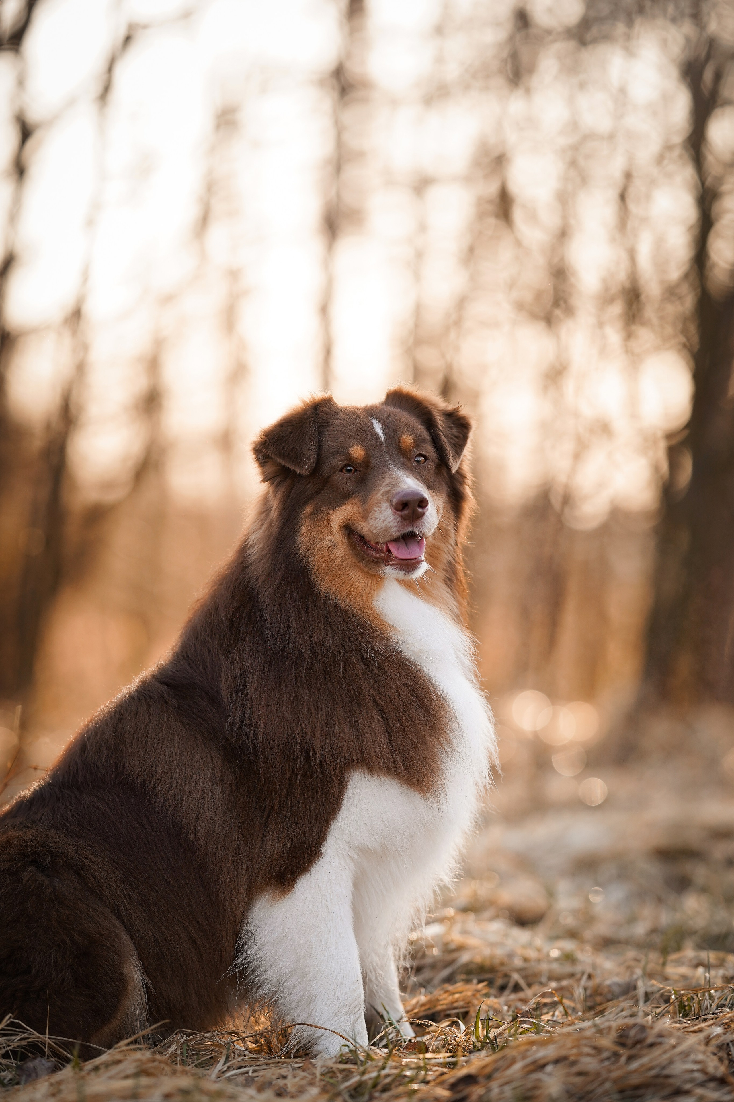 Кристина Рокки и Валькирия. Фотограф-анималист в Санкт-Петербурге Яна Мартынова