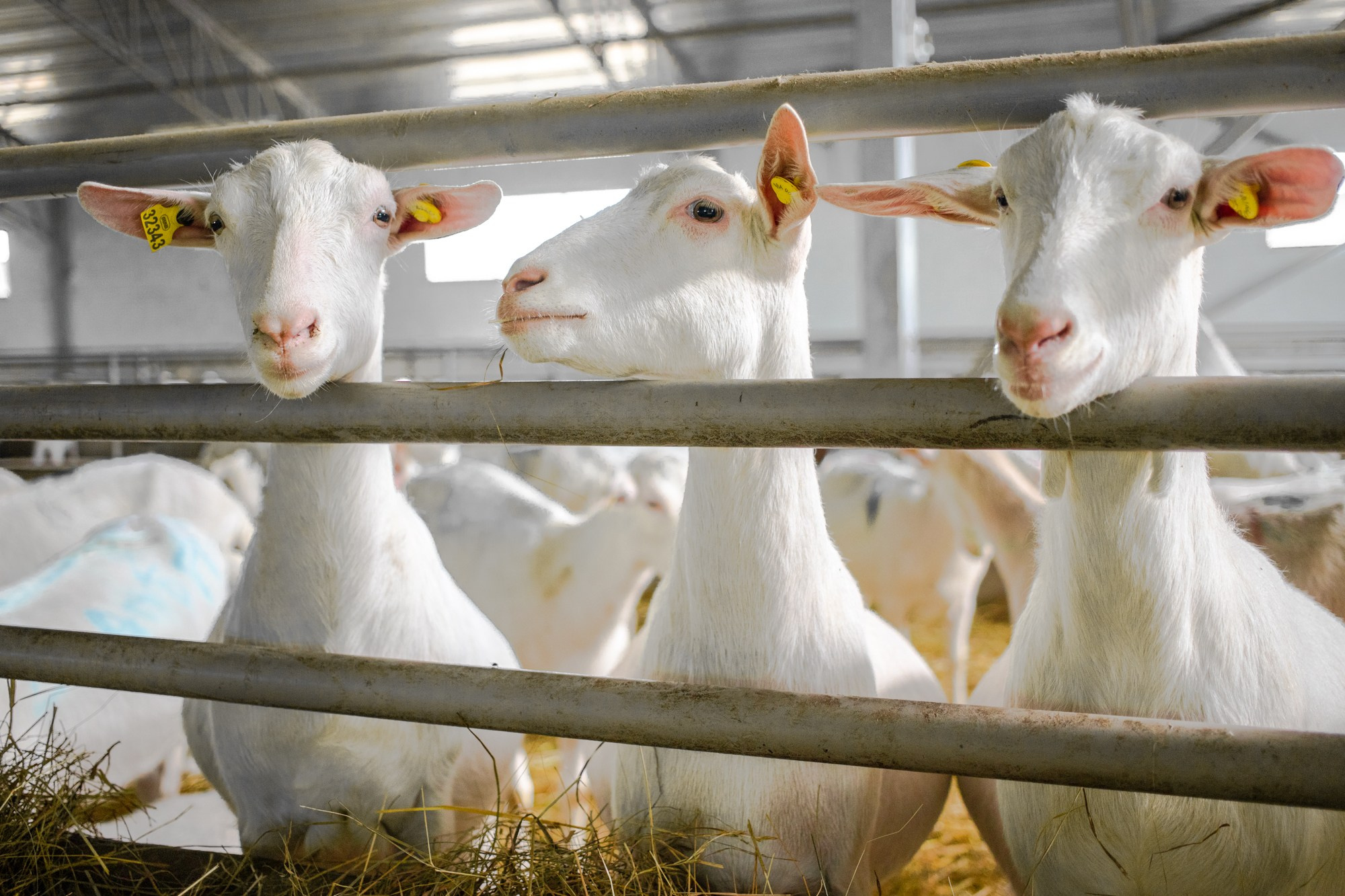 Козья ферма. Репортажный, промышленный и маркетплейс-фотограф Дмитрий Чернат
