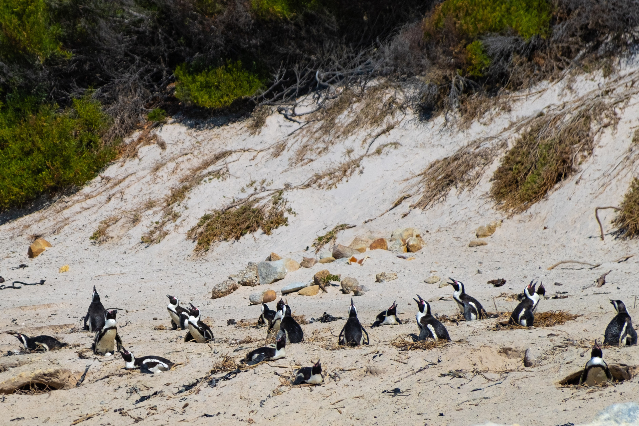 Пингвины и другие. Фотографии из путешествий