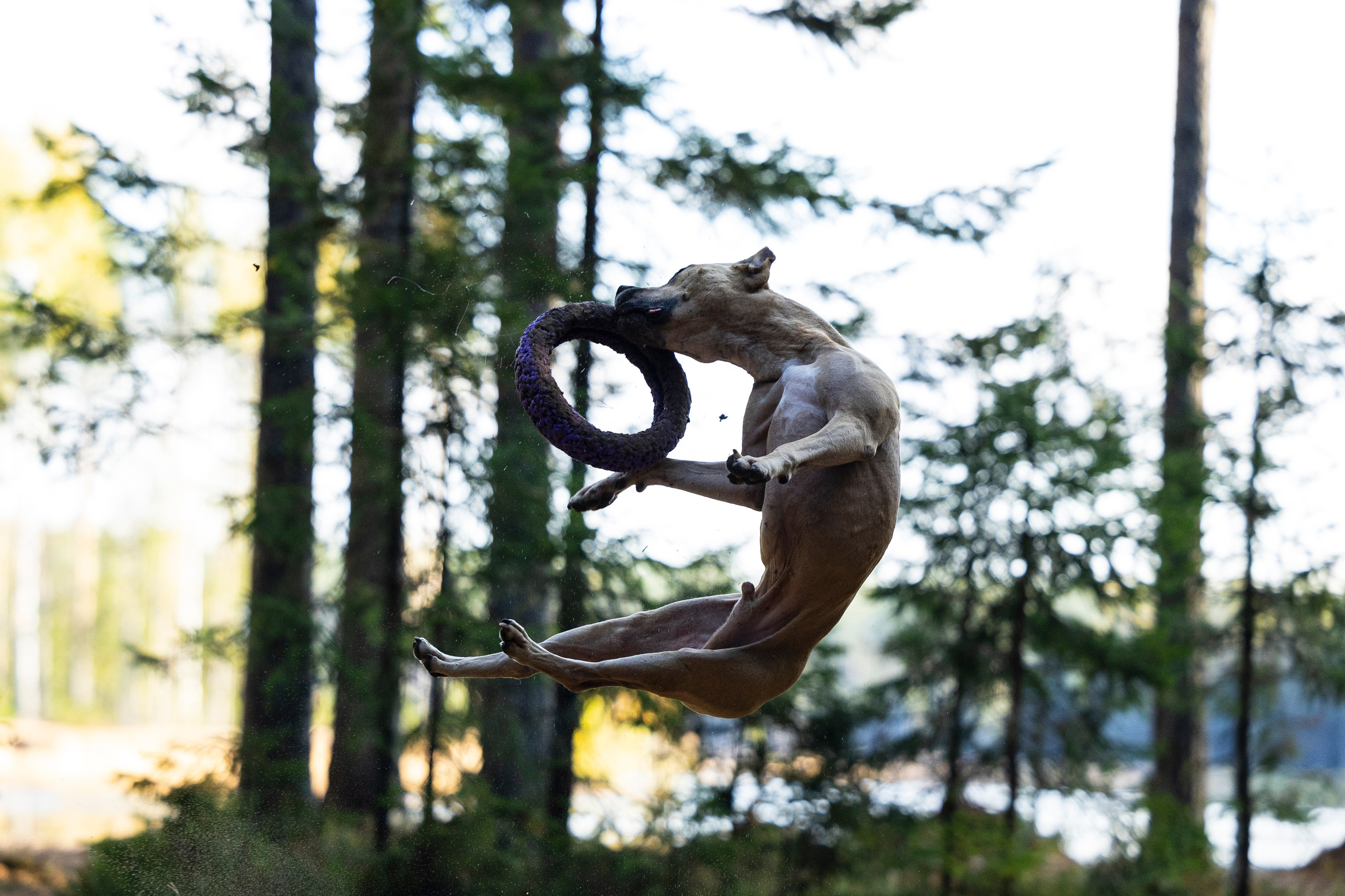 Фобос. Фотограф-анималист Анна Маринич