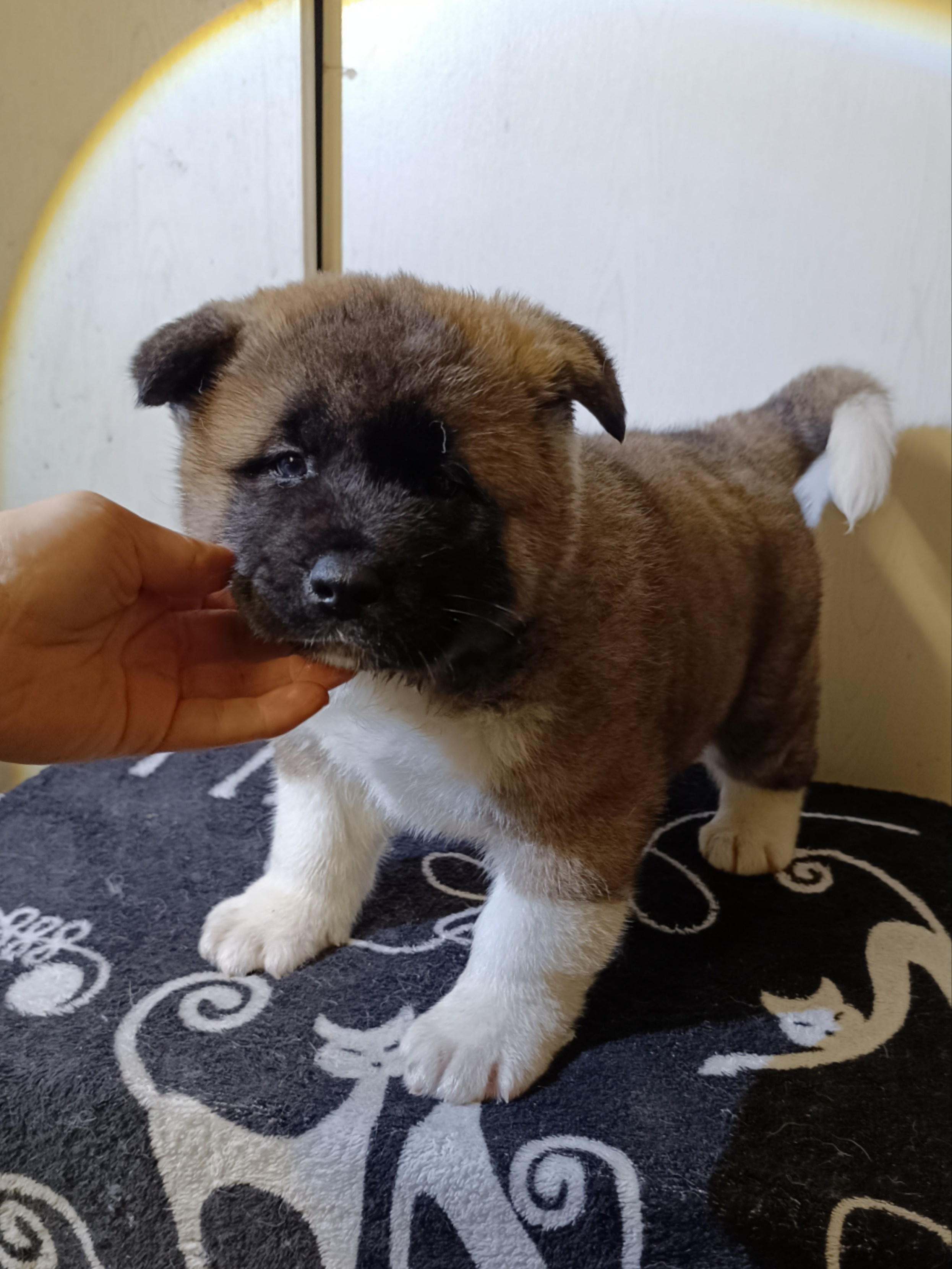 Rubylight Cirrus. Американская акита I Сиба ину I Питомник RUBYLIGHT