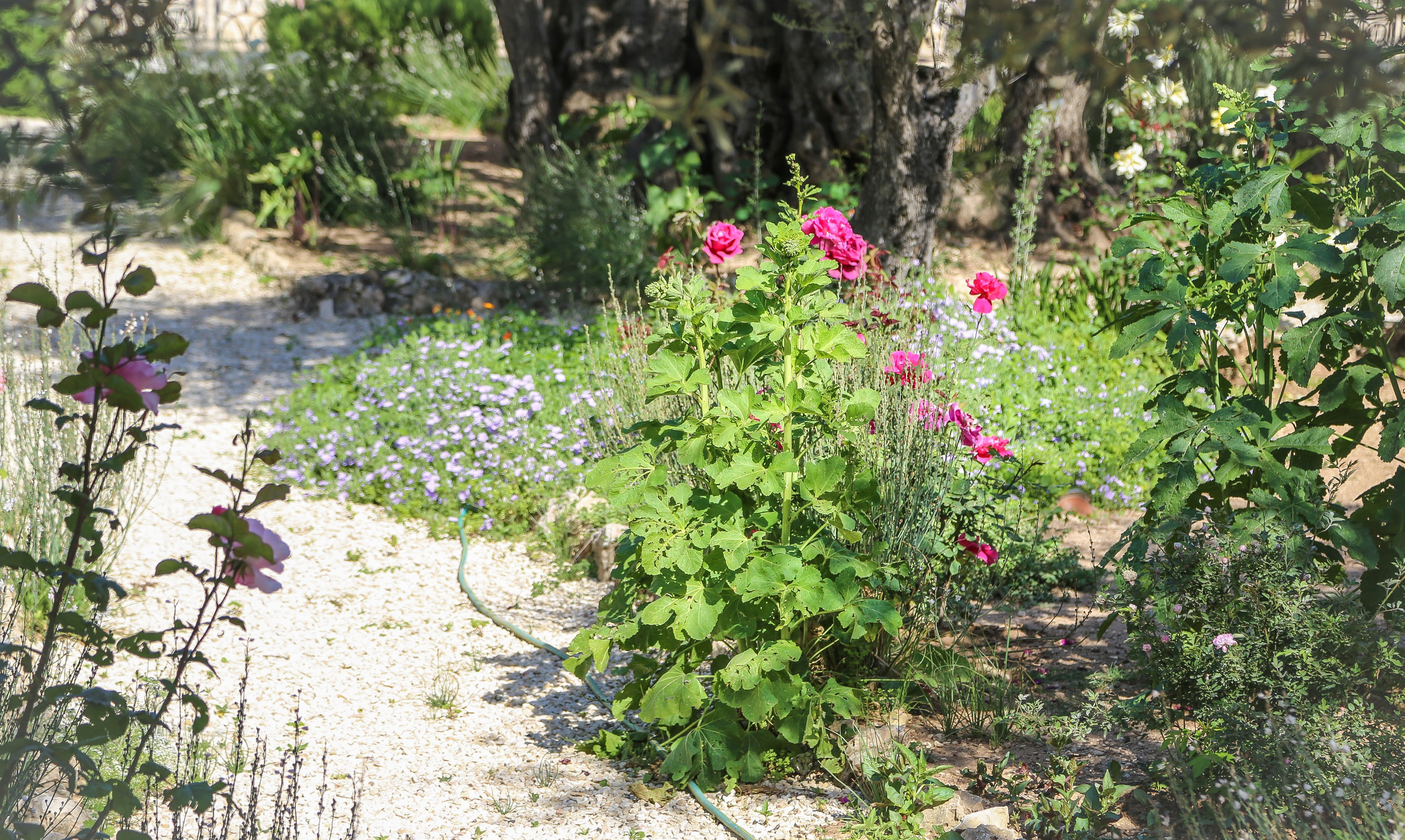 Израиль: Иерусалим. Дарья Письменюк / Darya Leitstern — фотограф, музыкант, журналист, путешественник