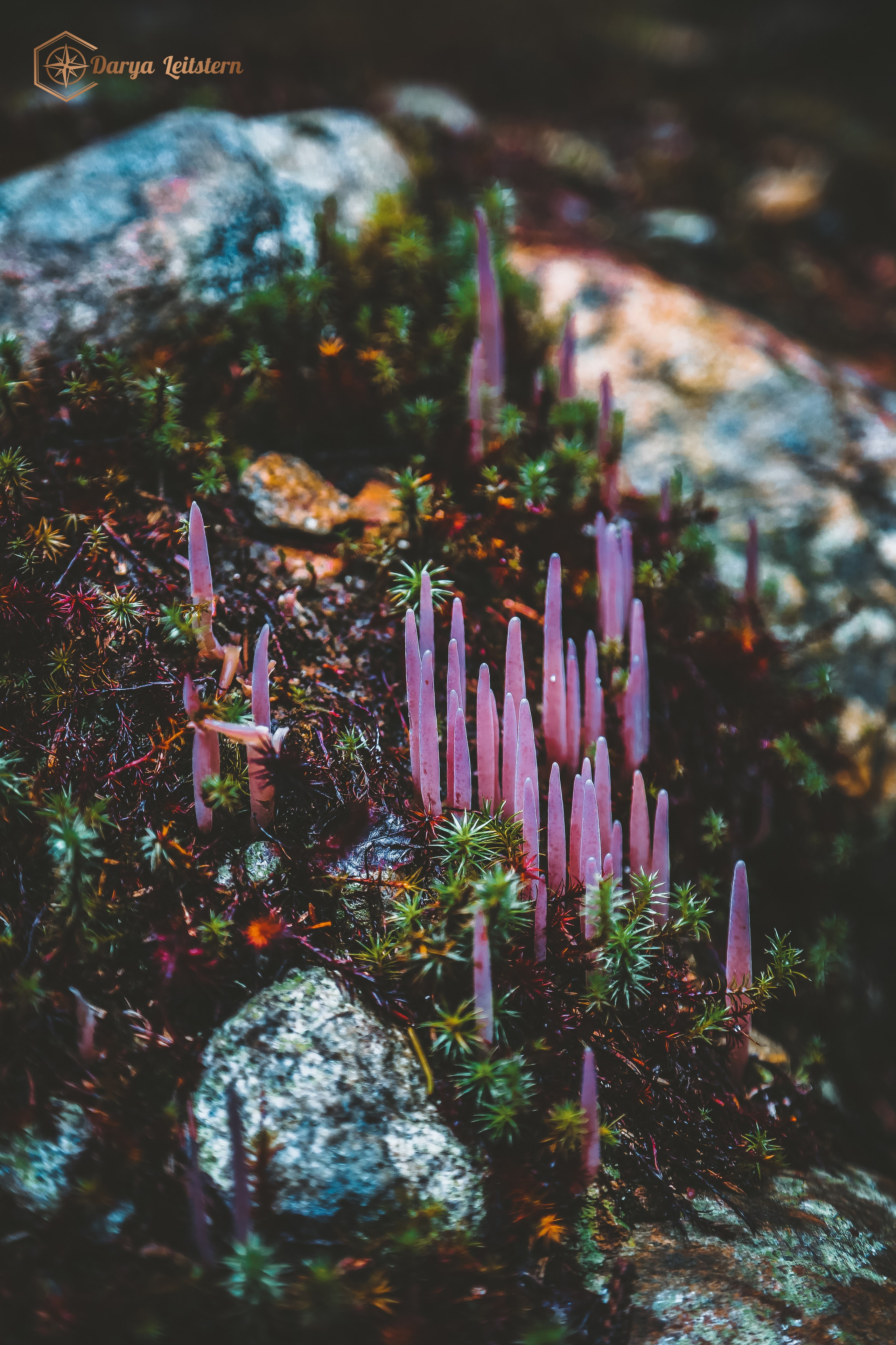 Фотографии из путешествий по разным странам. Дарья Письменюк / Darya Leitstern — фотограф, музыкант, журналист, путешественник