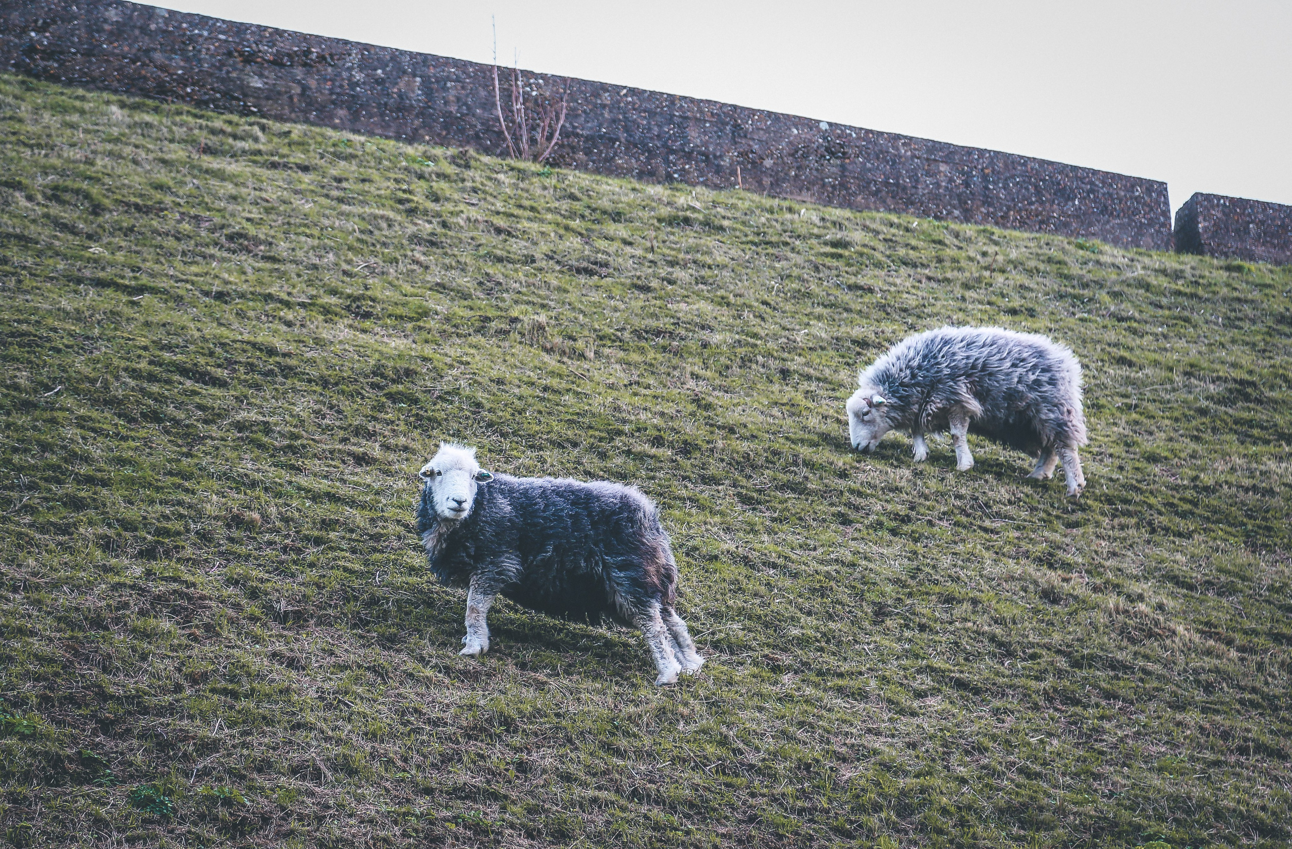 Англия: Дувр — на краю истории. Дарья Письменюк / Darya Leitstern — фотограф, музыкант, журналист, путешественник