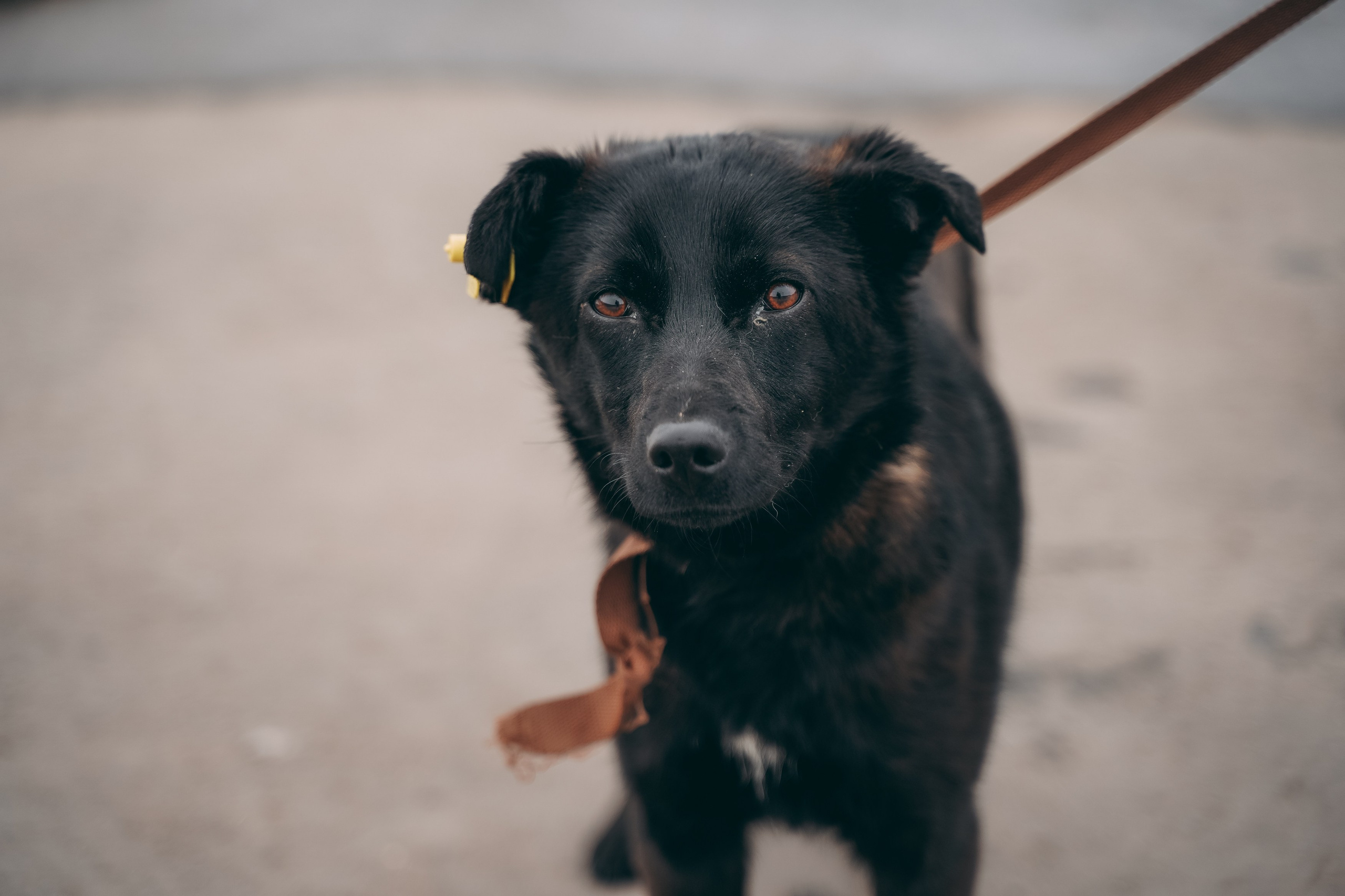 Съемка для благотворительного фонда «Дог 24». Фотограф-анималист, портретный фотограф в Чебоксарах Мария Садыкова