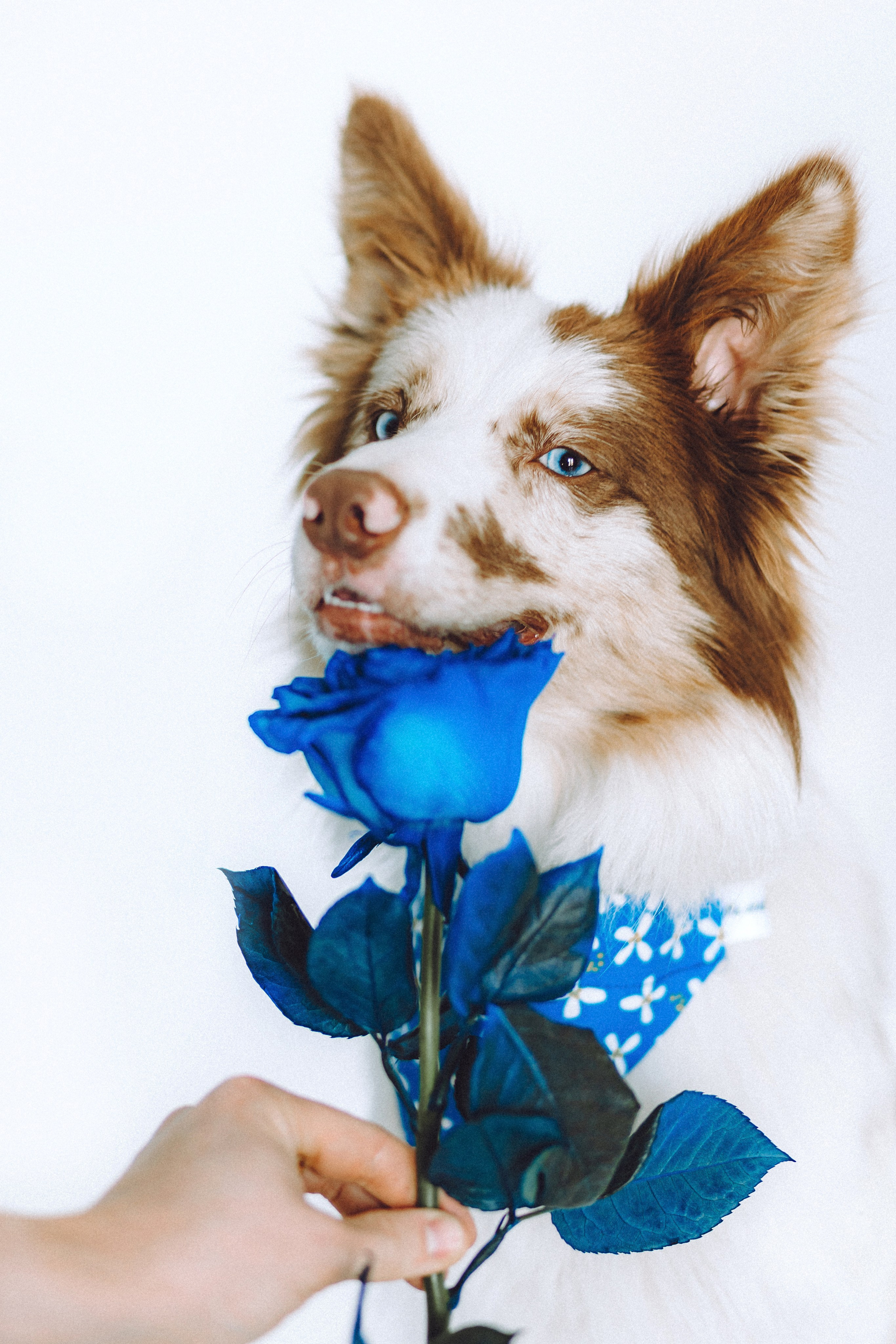 День рождения Айко