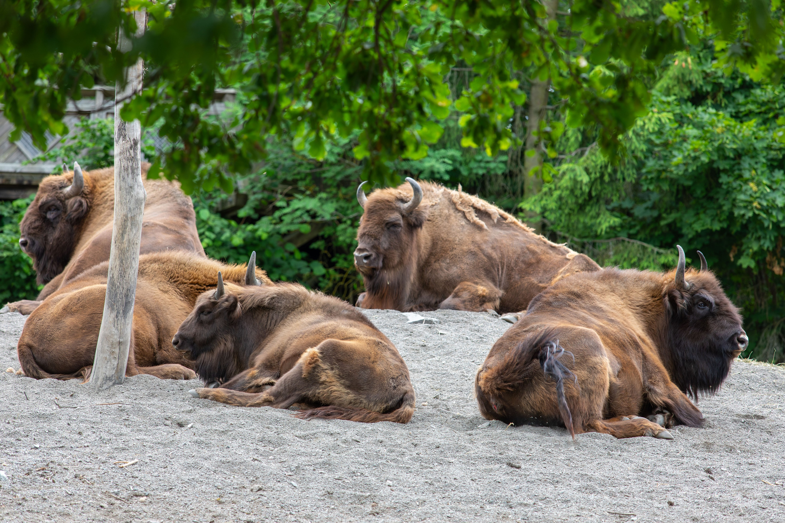 Sweden, Skansen. Воройская Анна