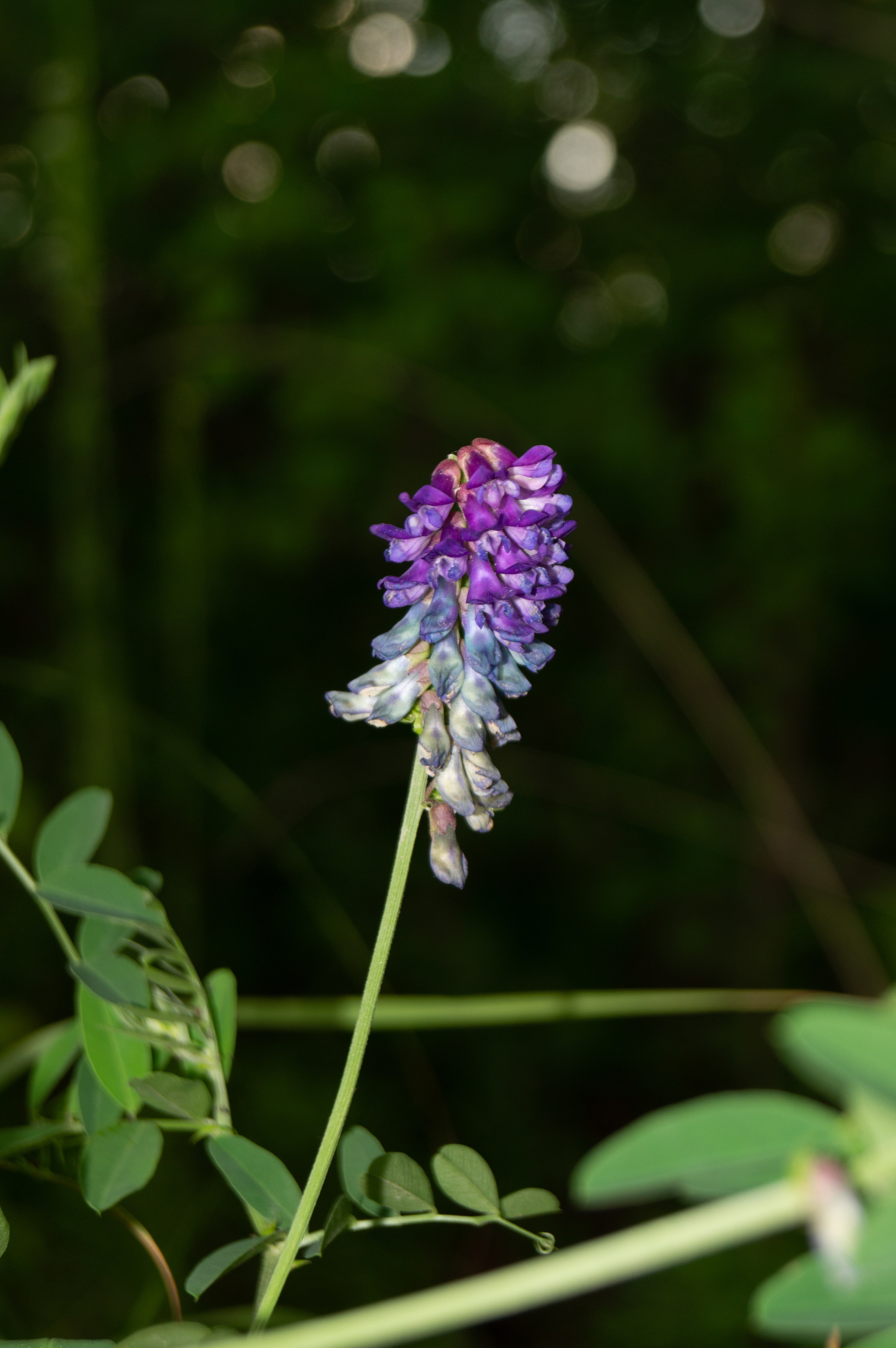 дачи, город, архитектура, стрит, репортажная фотография, фотография, Хабаровск, фотосессия, фотограф, дом, новостройка, улицы, жизнь города, town, art, photo, photographer, photo, Khabarovsk, Far East, street photo, природа, Дальний Восток, тайга, цветы, закат, небо, облака, nature, clouds, forest, flower, sunset