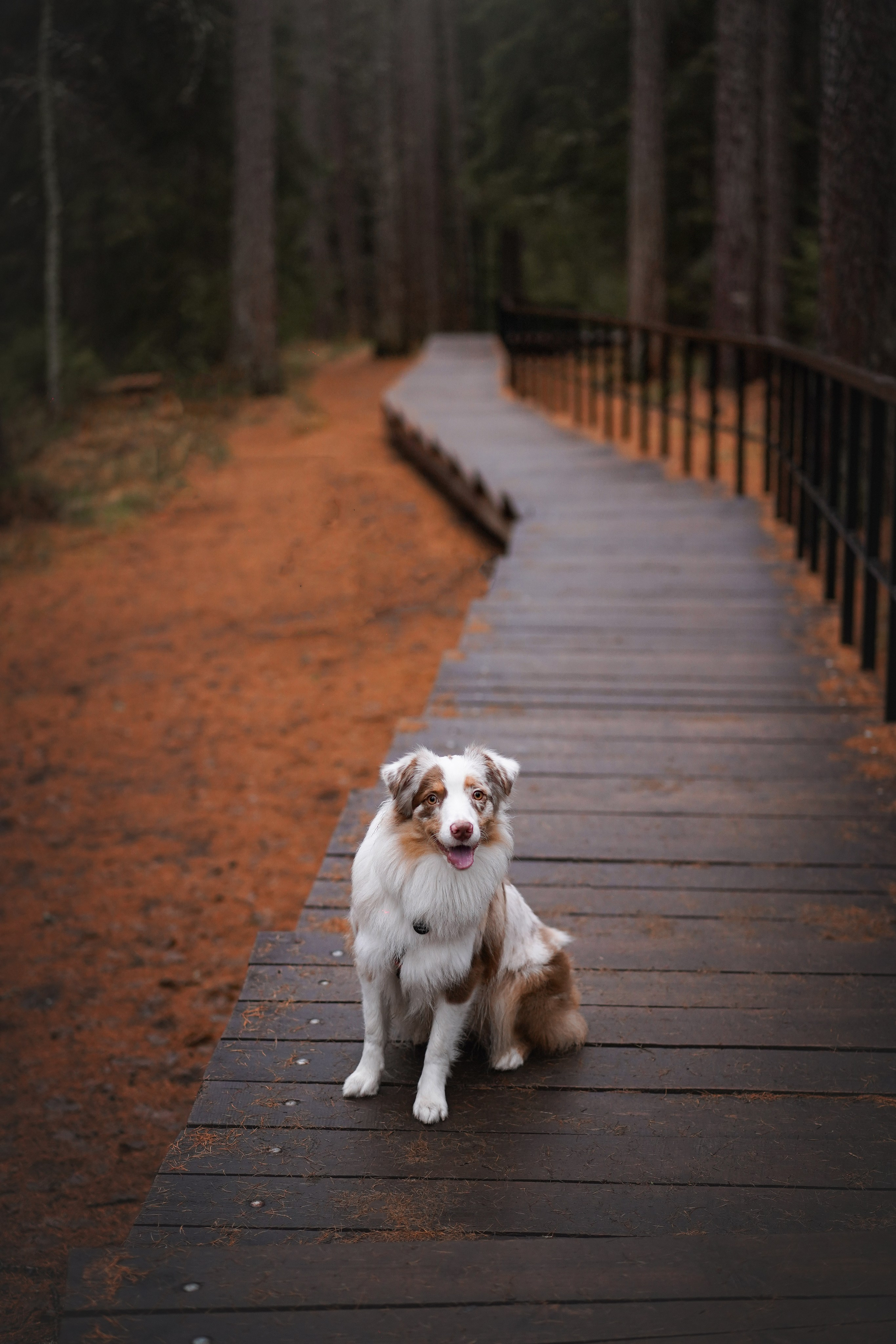 Панда Ноябрь. Фотограф-анималист в Санкт-Петербурге Яна Мартынова