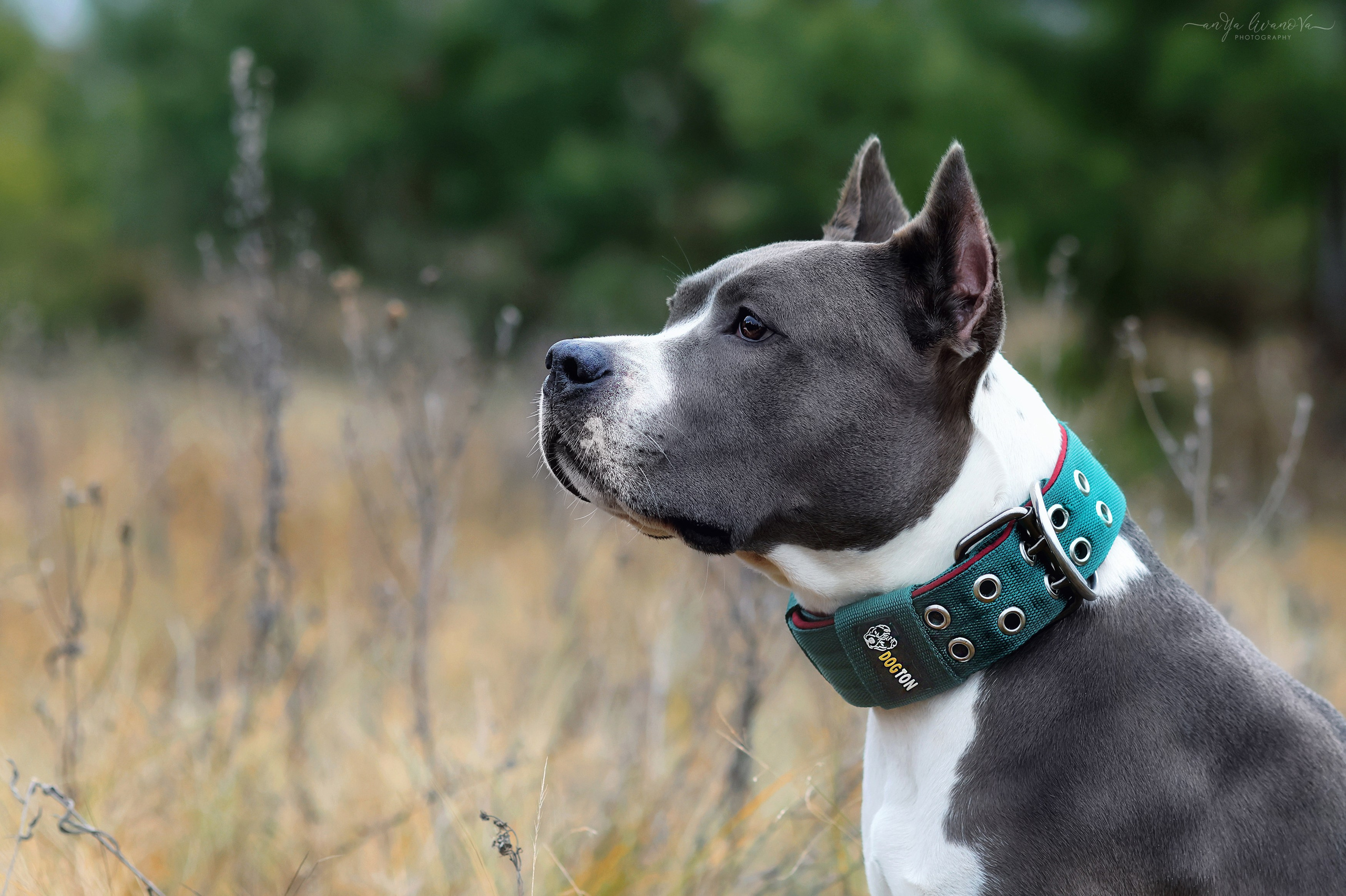 Деля. Фотограф анималист Аня Ливанова | Рыбинск