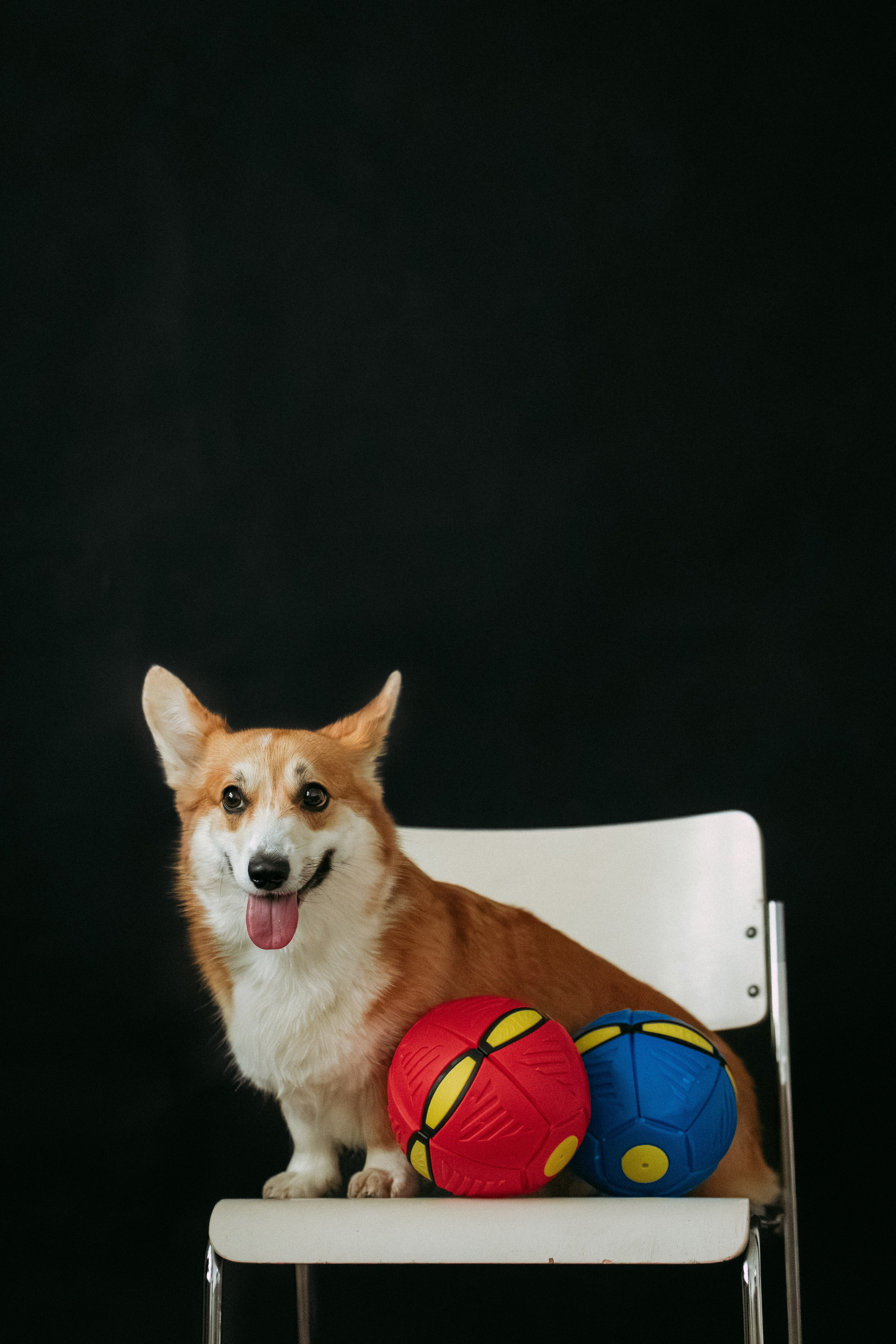 Мячи-попрыгуны. Фотораф — анималист Мария Шистка