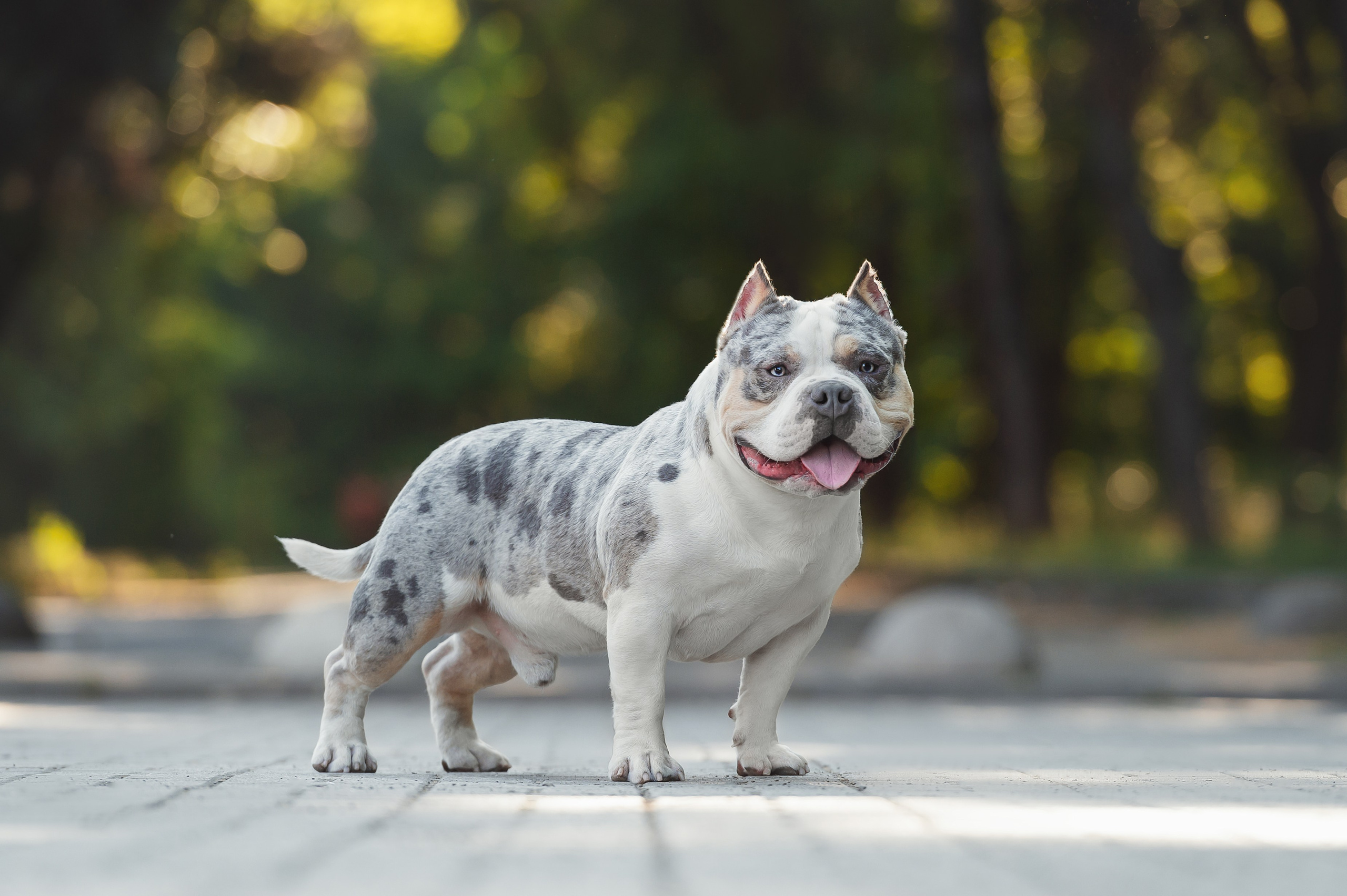 Июньские фотографии Каспера. Американский Булли в г. Ростов-на-Дону. Питомник THE POWER OF SIBERIA