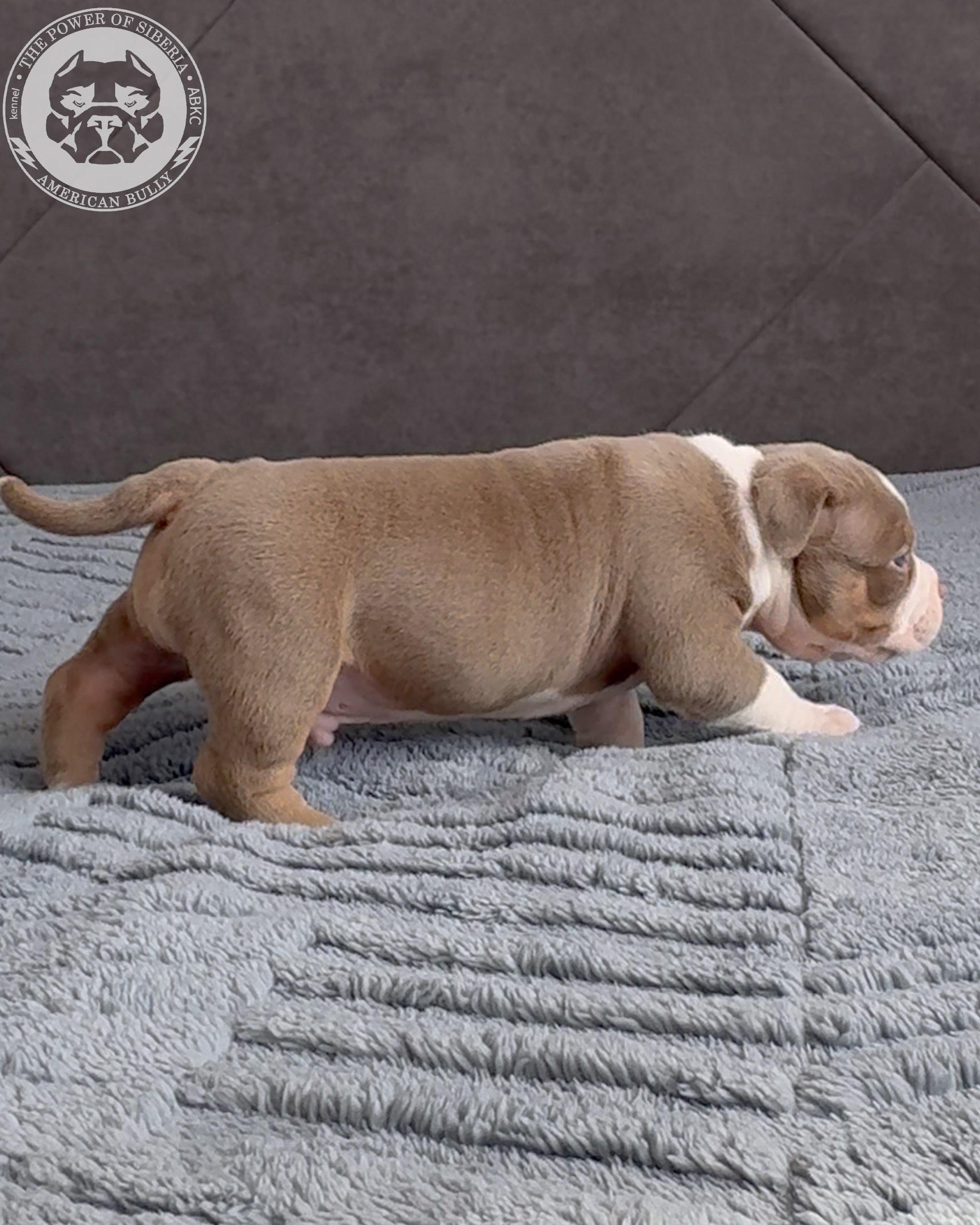 21.02.26-Мила-Турук. Американский Булли в г. Ростов-на-Дону. Питомник THE POWER OF SIBERIA