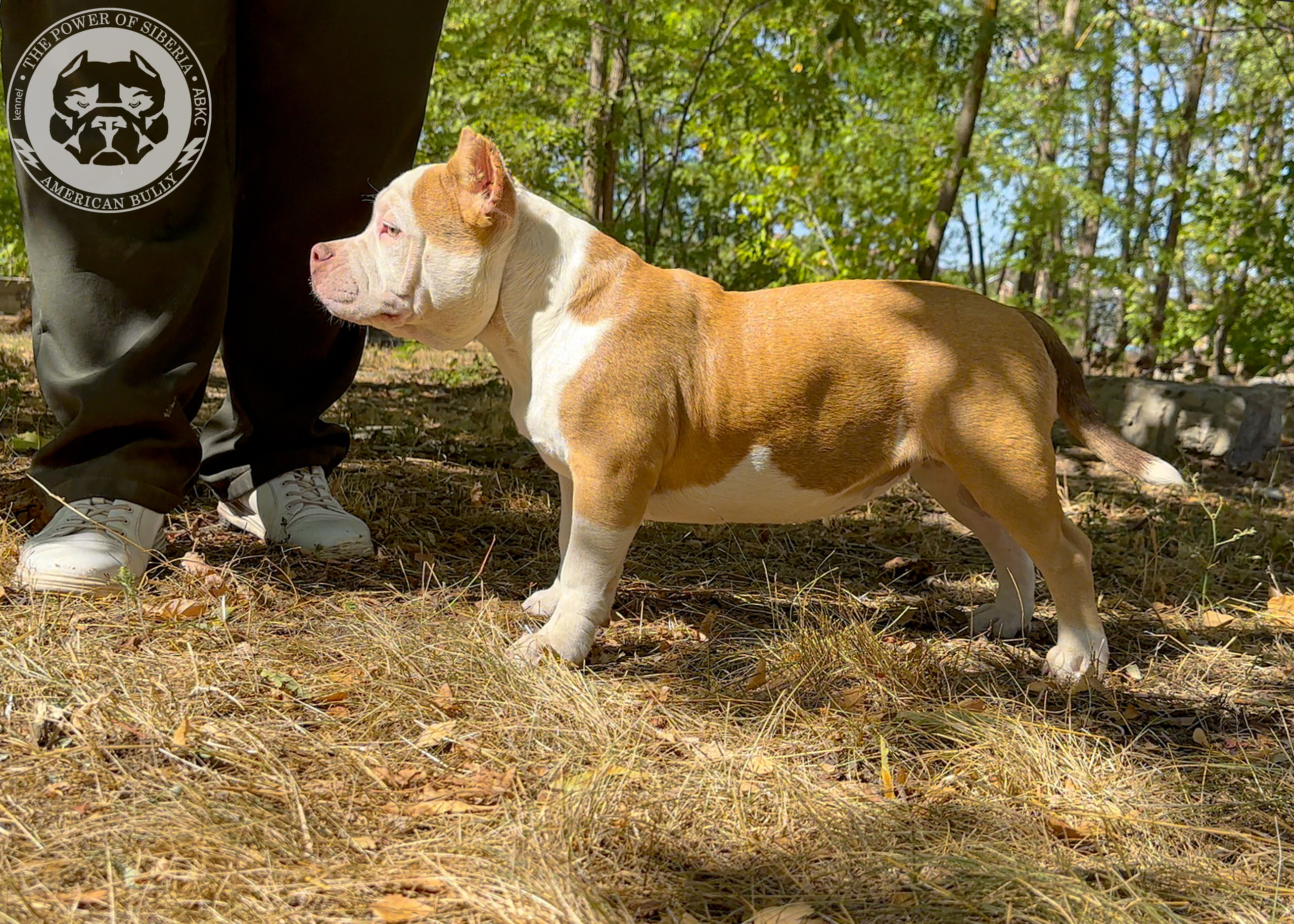Помет Каспер и Тагира. 21.04.25. Американский Булли в г. Ростов-на-Дону. Питомник THE POWER OF SIBERIA