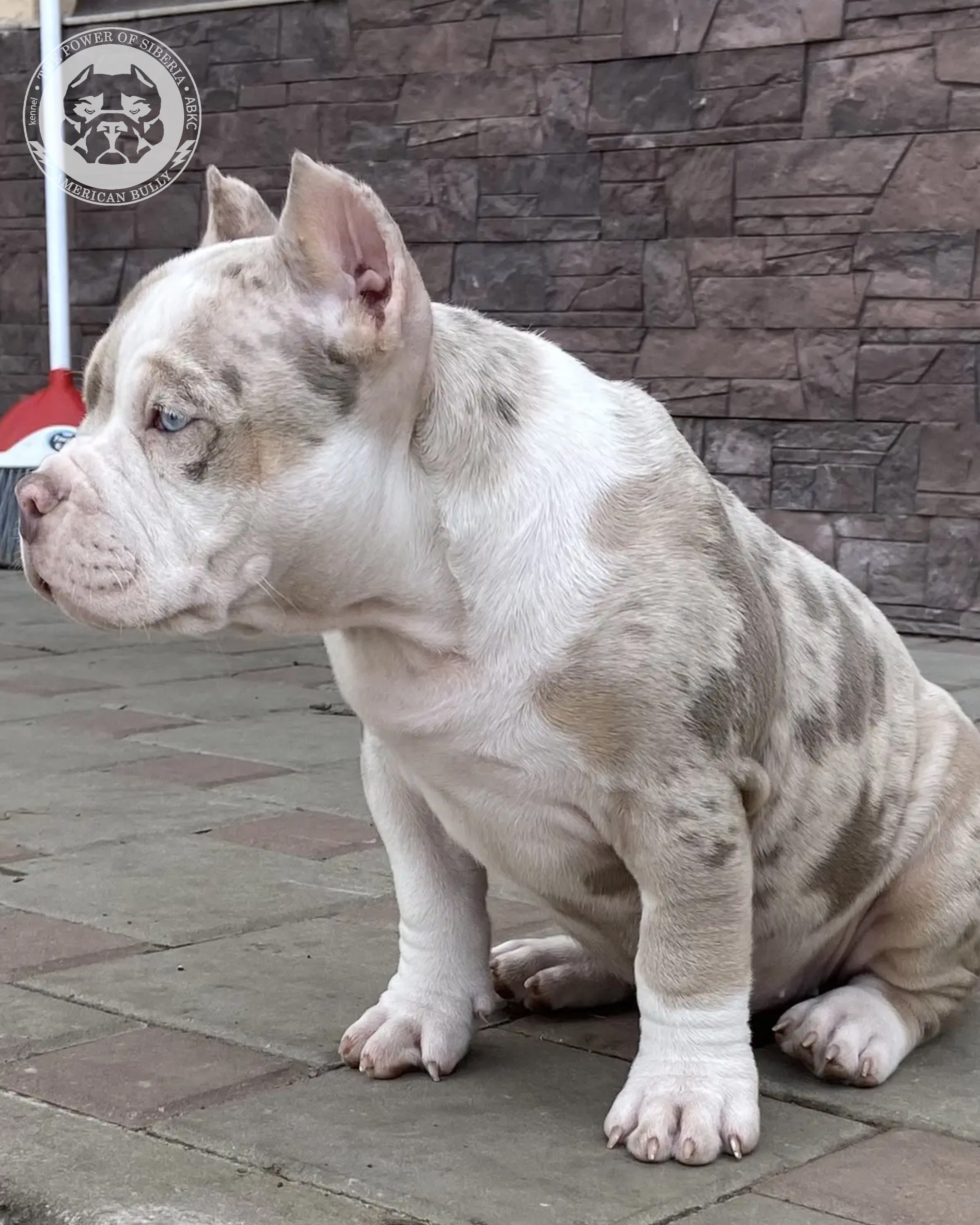 Свободные щенки Американский Булли, в типах покет, классик, стандарт. Американский Булли в г. Ростов-на-Дону. Питомник THE POWER OF SIBERIA