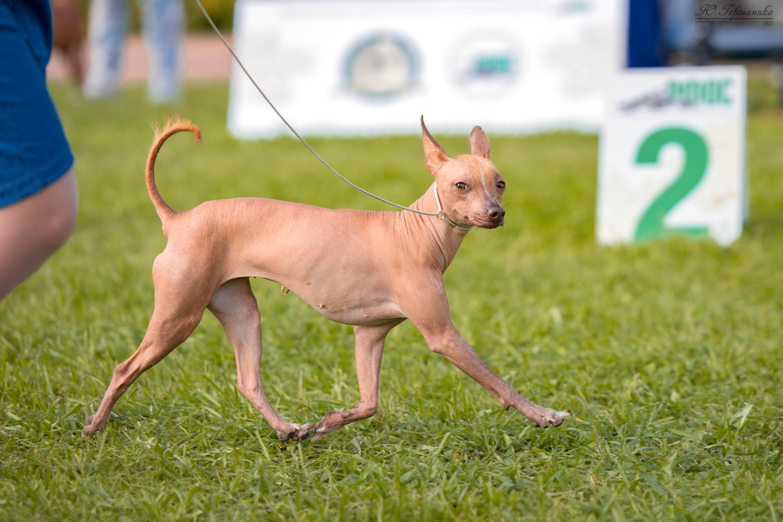 Переславль 5-7.08.2025. Фотограф-анималист Юлия Германика