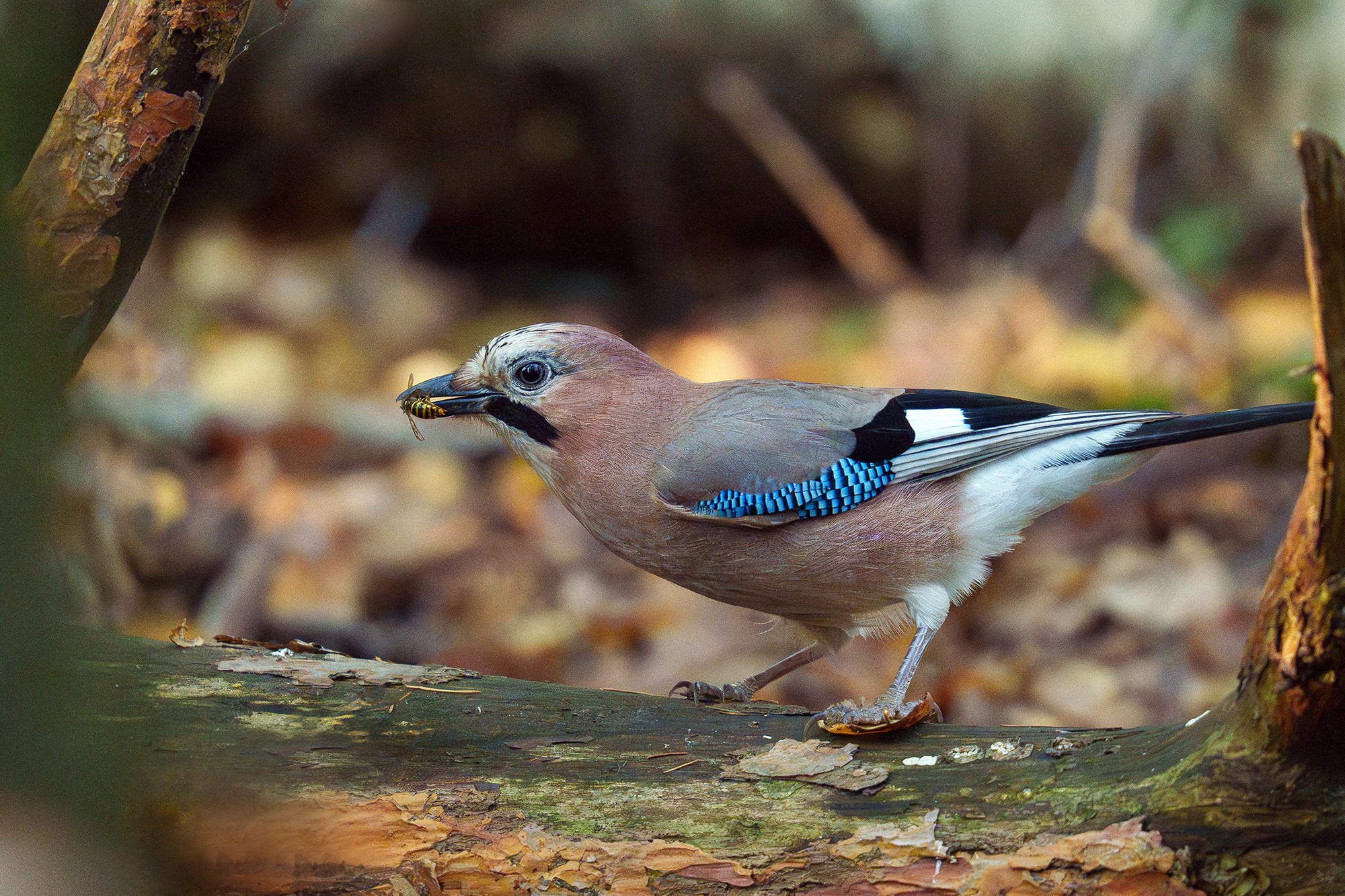 Удивительные мир птиц. Вокруг нас столько прекрасного — присмотритесь!. Ваш личный фотограф Марина Волкова