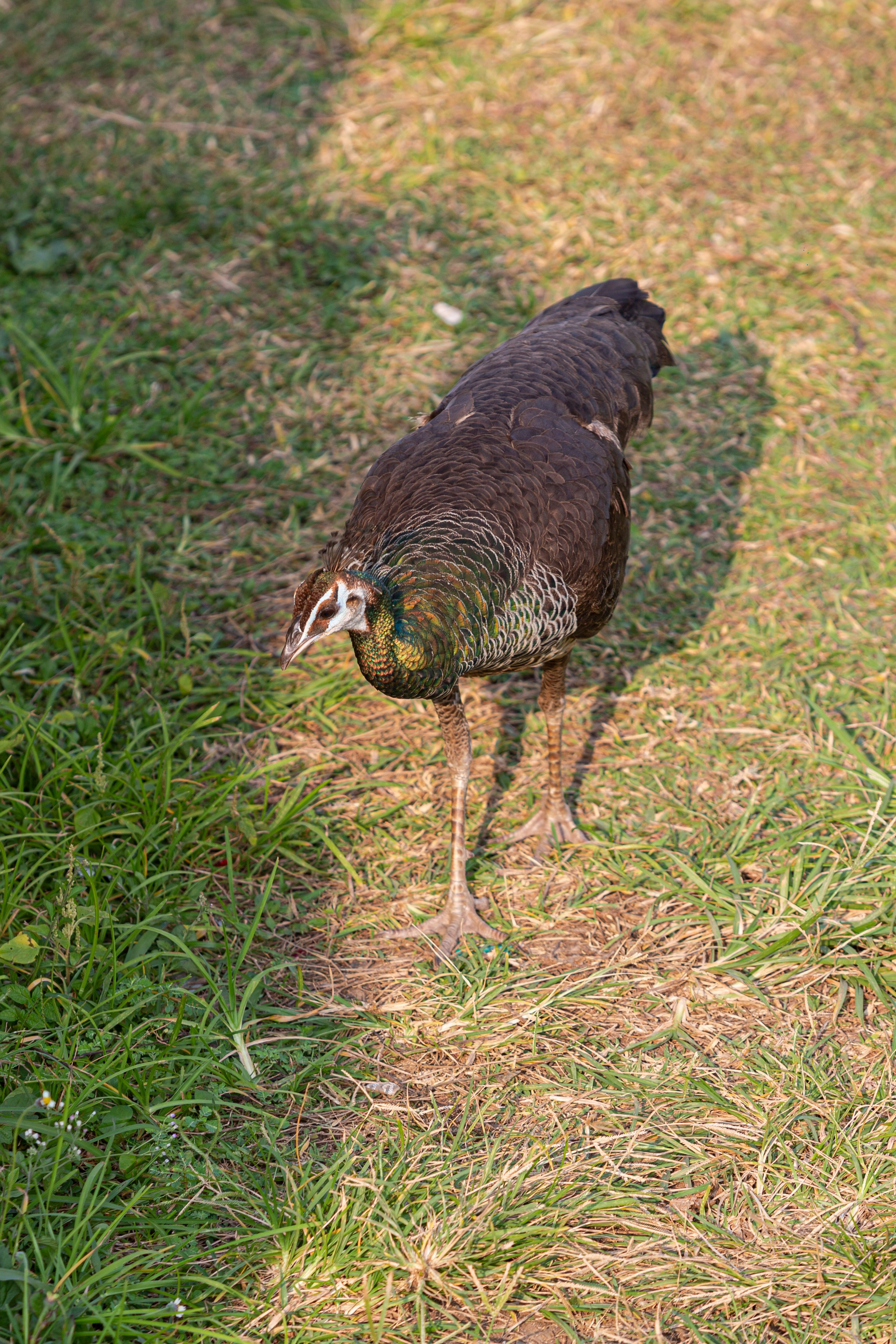 Galle. Фотограф Сонкина Татьяна
