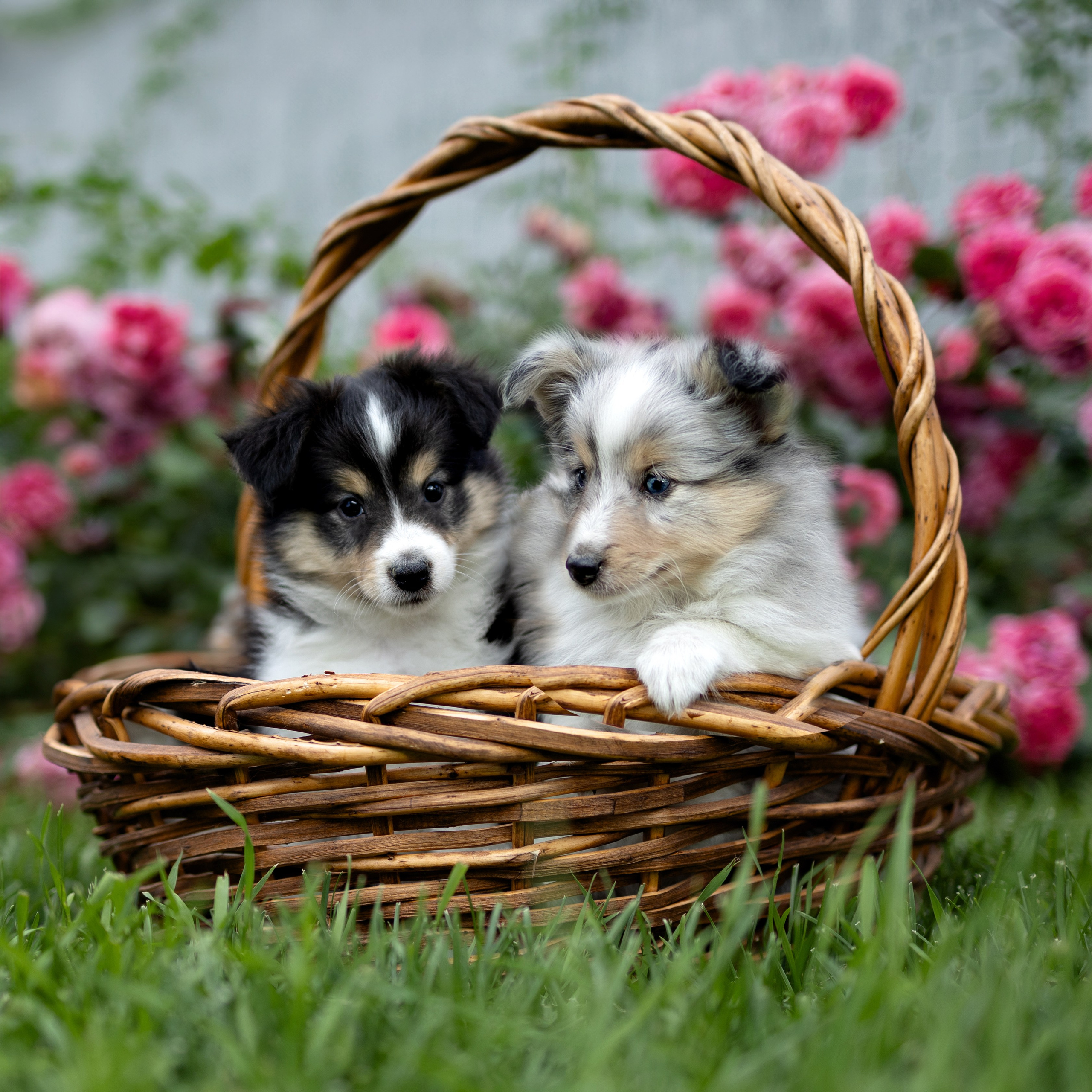 Фотограф-анималист и бренд-фотограф в Москве | Фотография собак, людей, бизнес-портрет