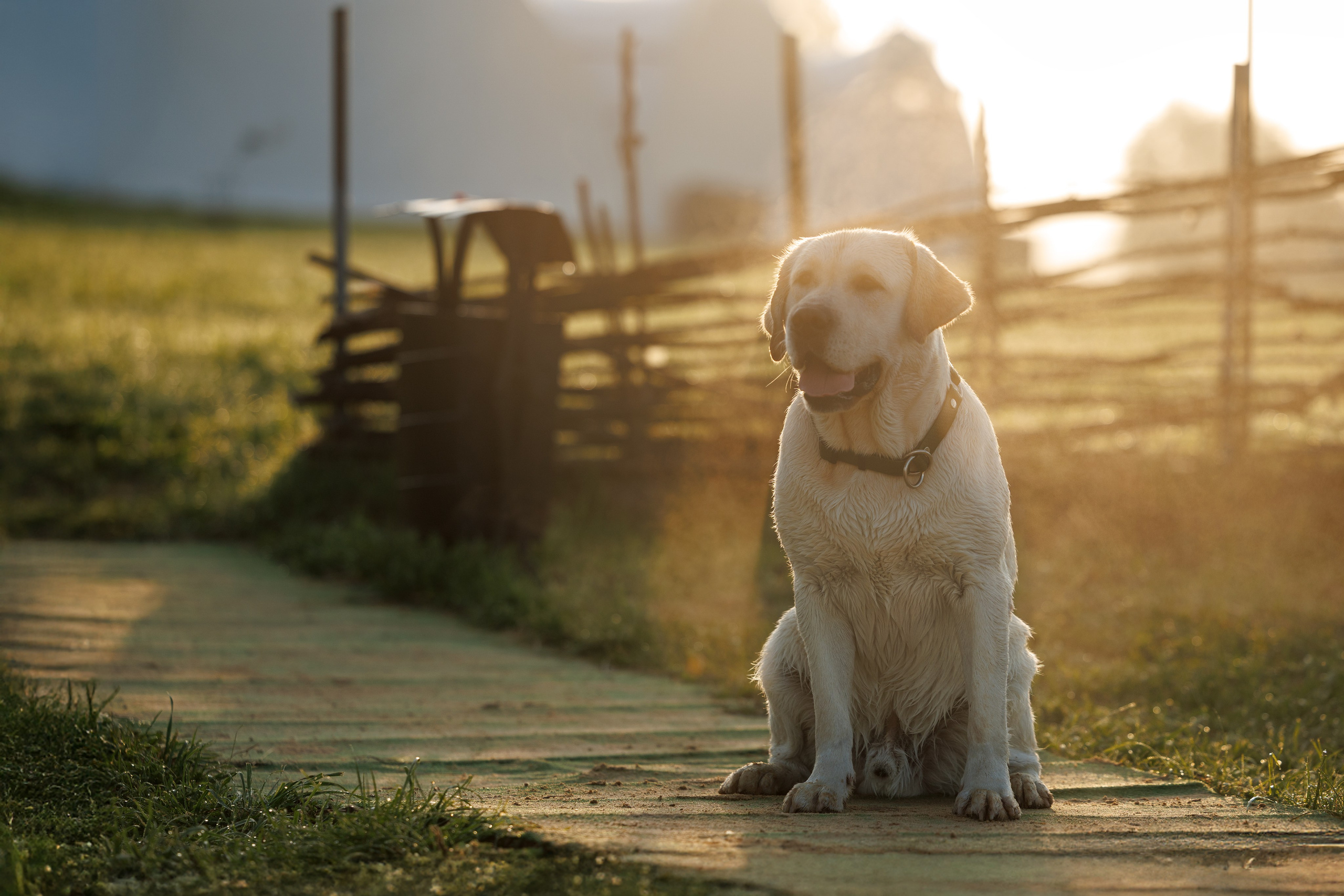 Портфолио: Фотосъёмка собак в Москве и области — авторские образы. Фотограф-анималист и бренд-фотограф в Москве | Фотография собак, людей, бизнес-портрет
