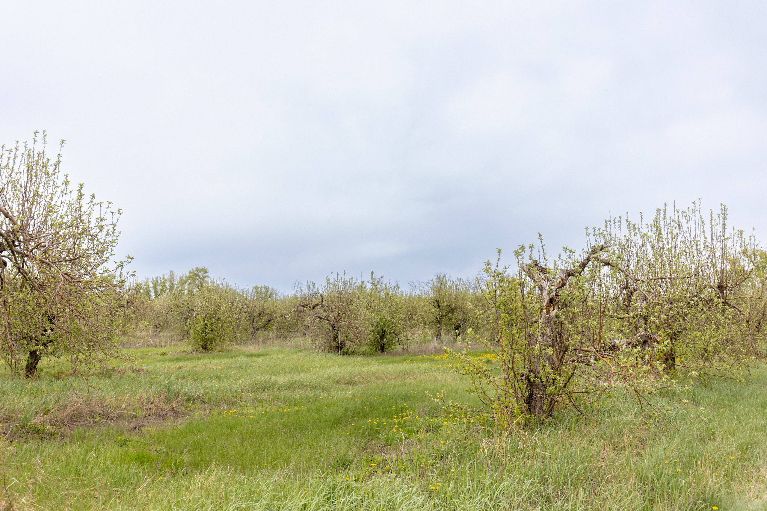 Приусадебный участок. Владислав Волков | Фотография и видеосъемка в Воронеже