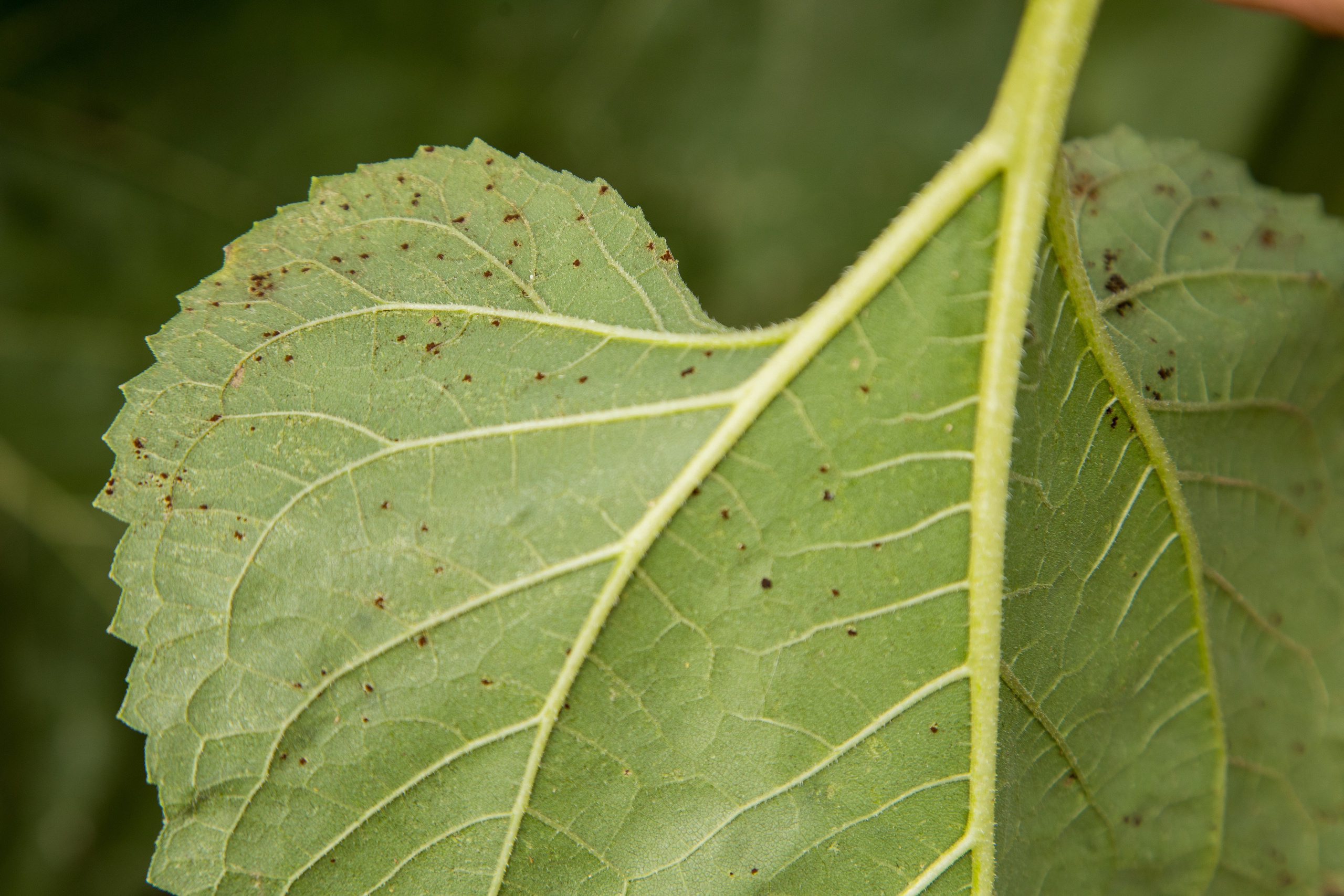 Решения для сельского хозяйства BASF 16.08.2022. Владислав Волков | Фотография и видеосъемка в Воронеже