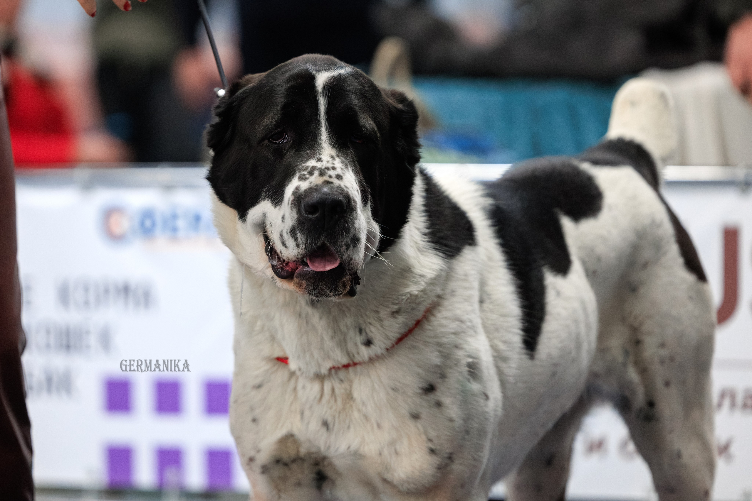 Сфера 08 и 10.03.2024 2хмоно ротвейлеров+2хмоно сао. Фотограф-анималист Юлия Германика