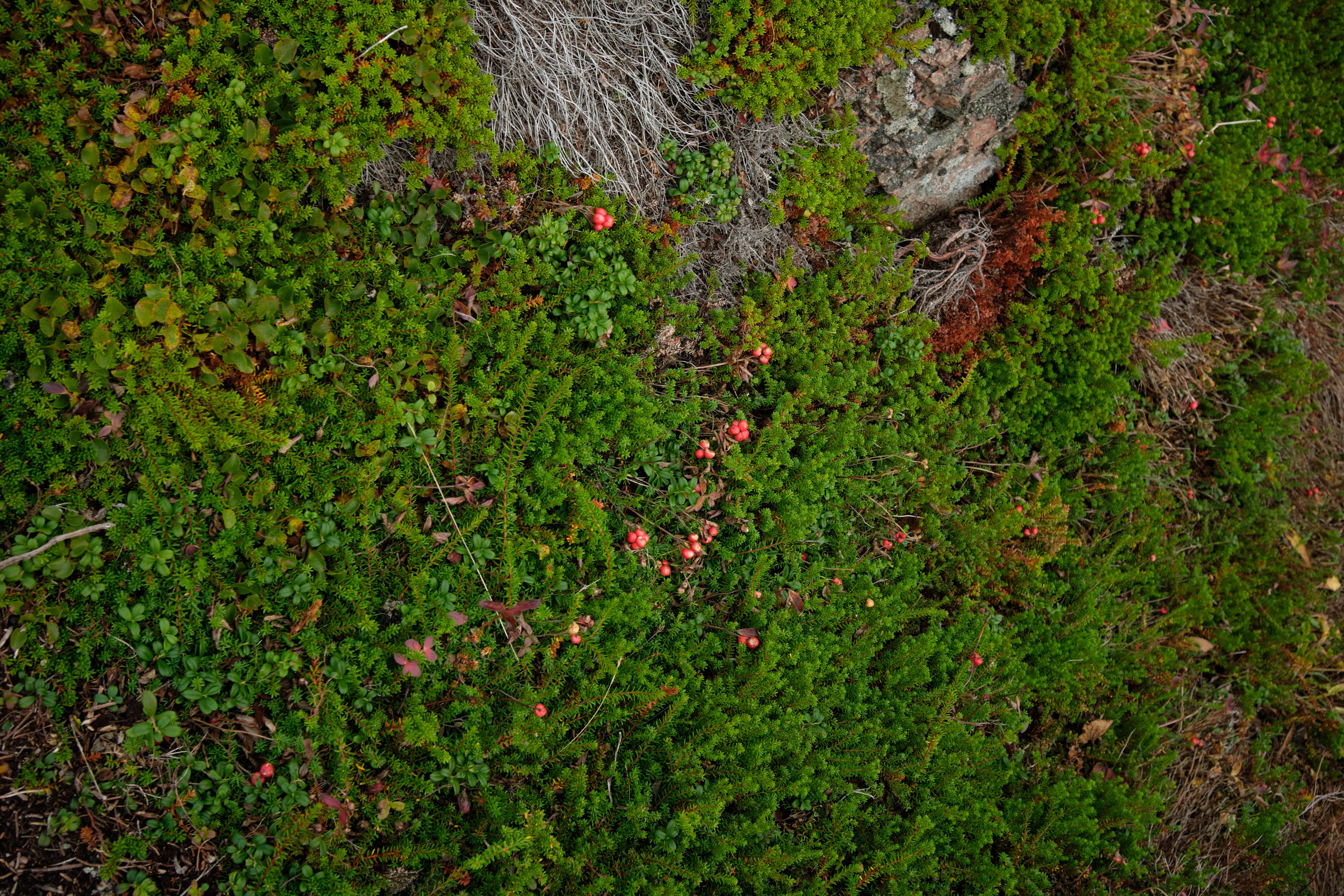 Путешествие в Териберку. Елена Павленко. Фотограф. Москва