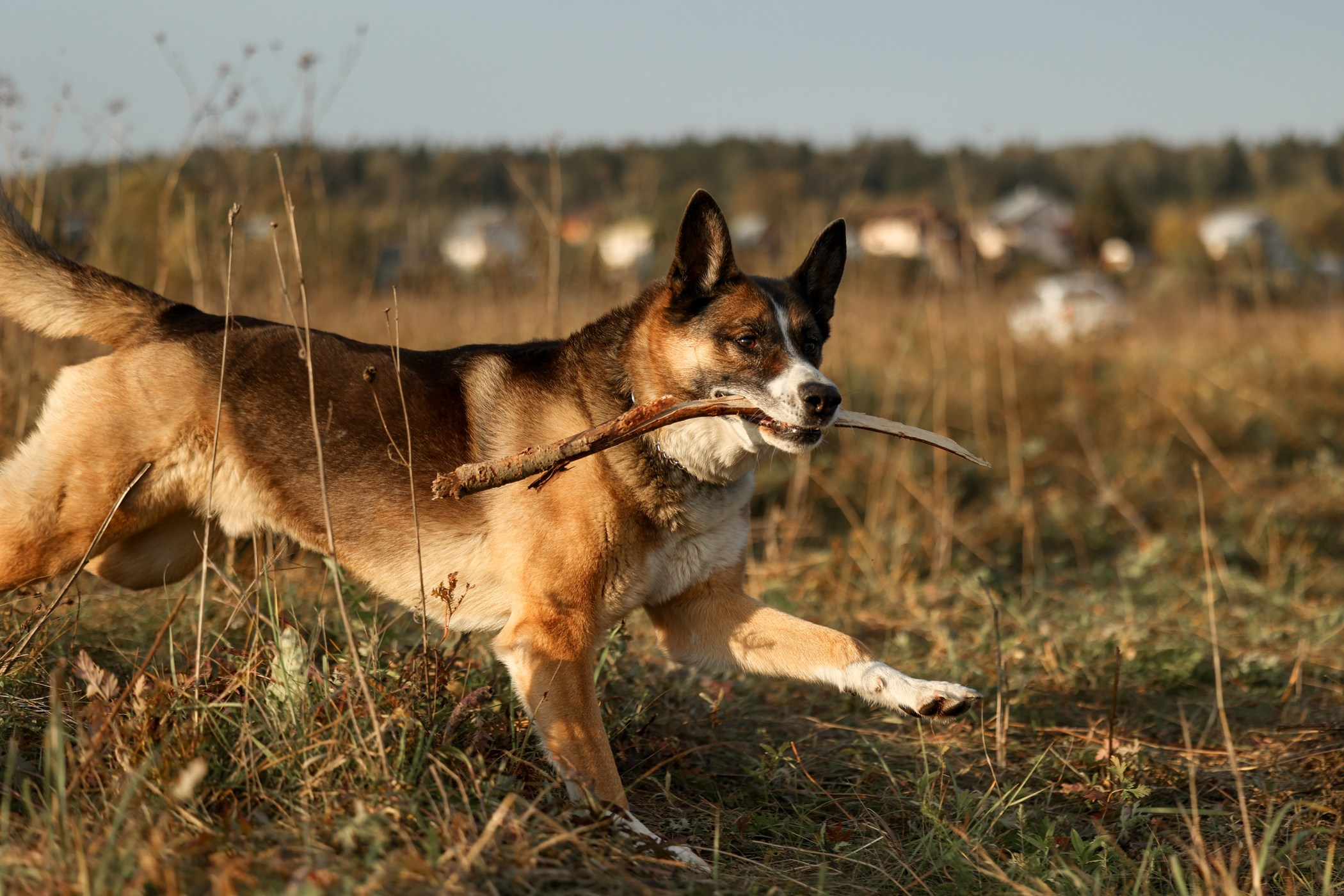 Прогулка на природе. Фотограф-анималист Полина Колкова | Москва