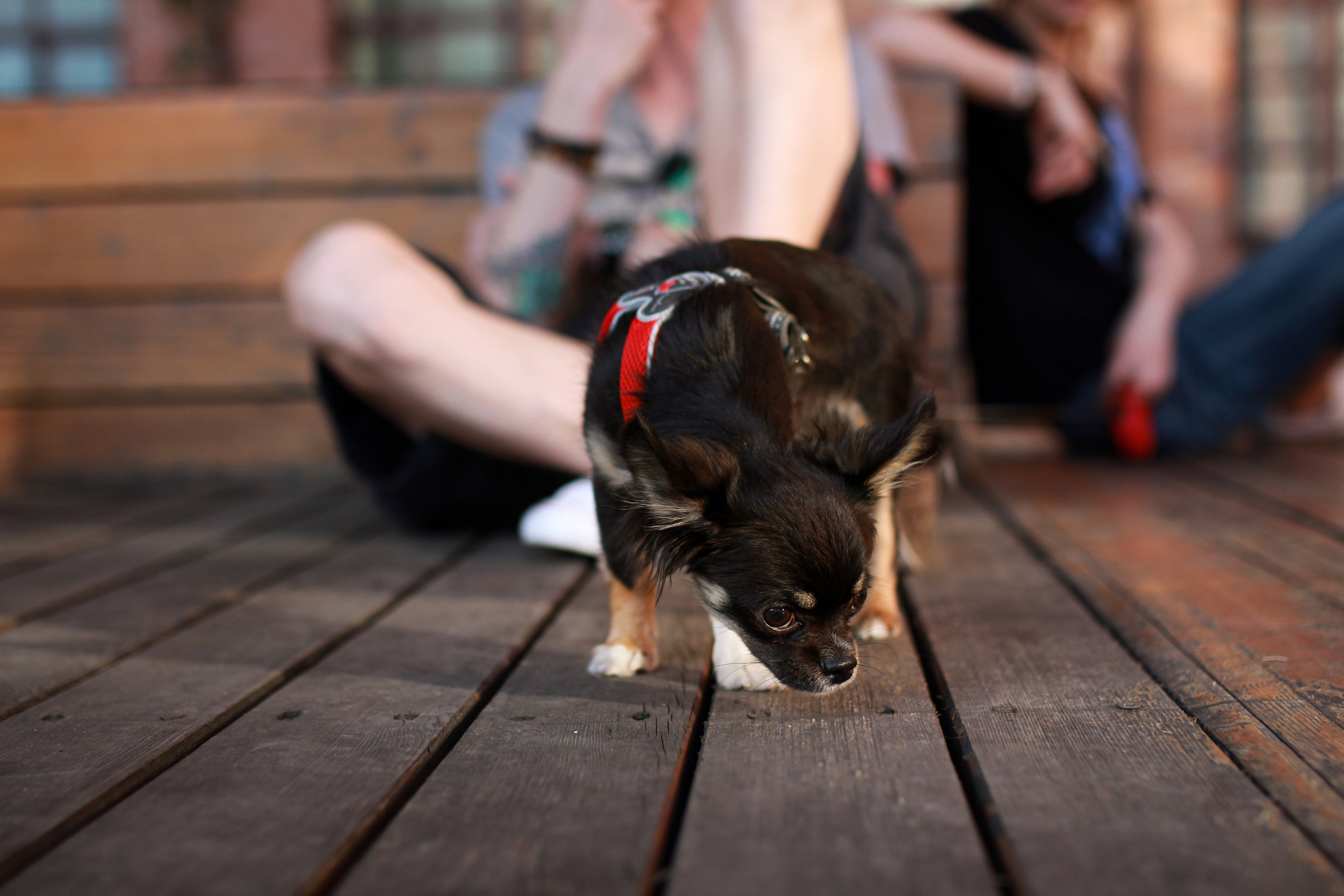 Ира и Антон. Семейный фотограф в Москве Ольга Комарова