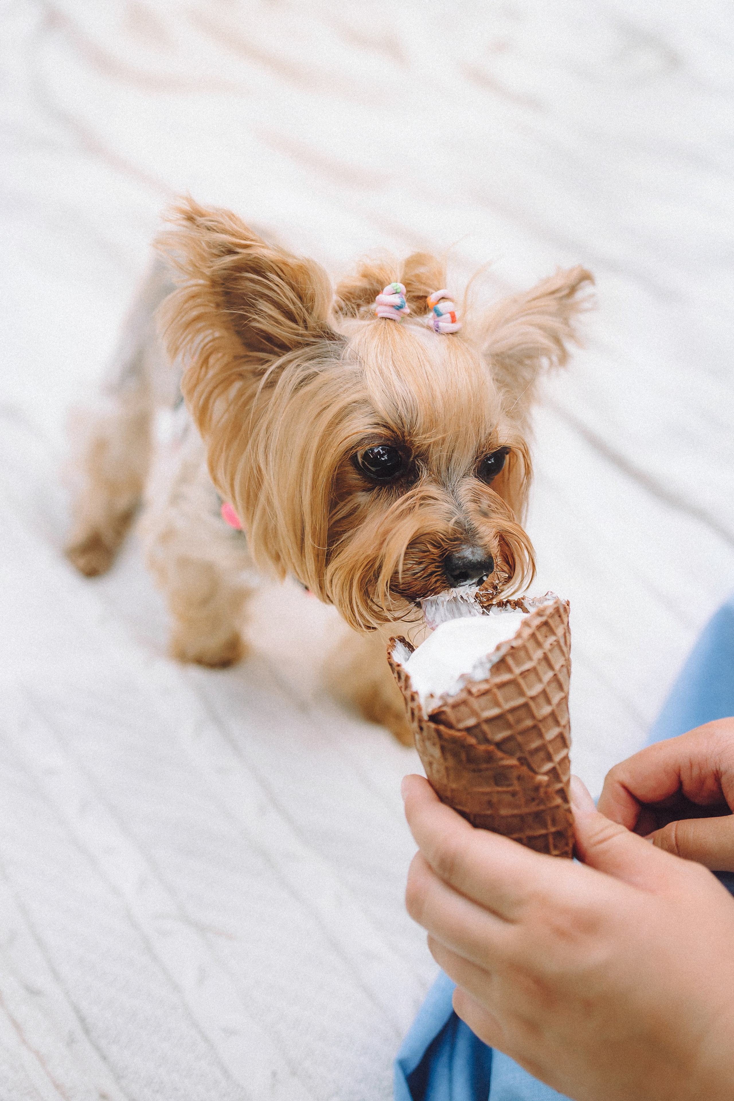 Даша и Дэзи