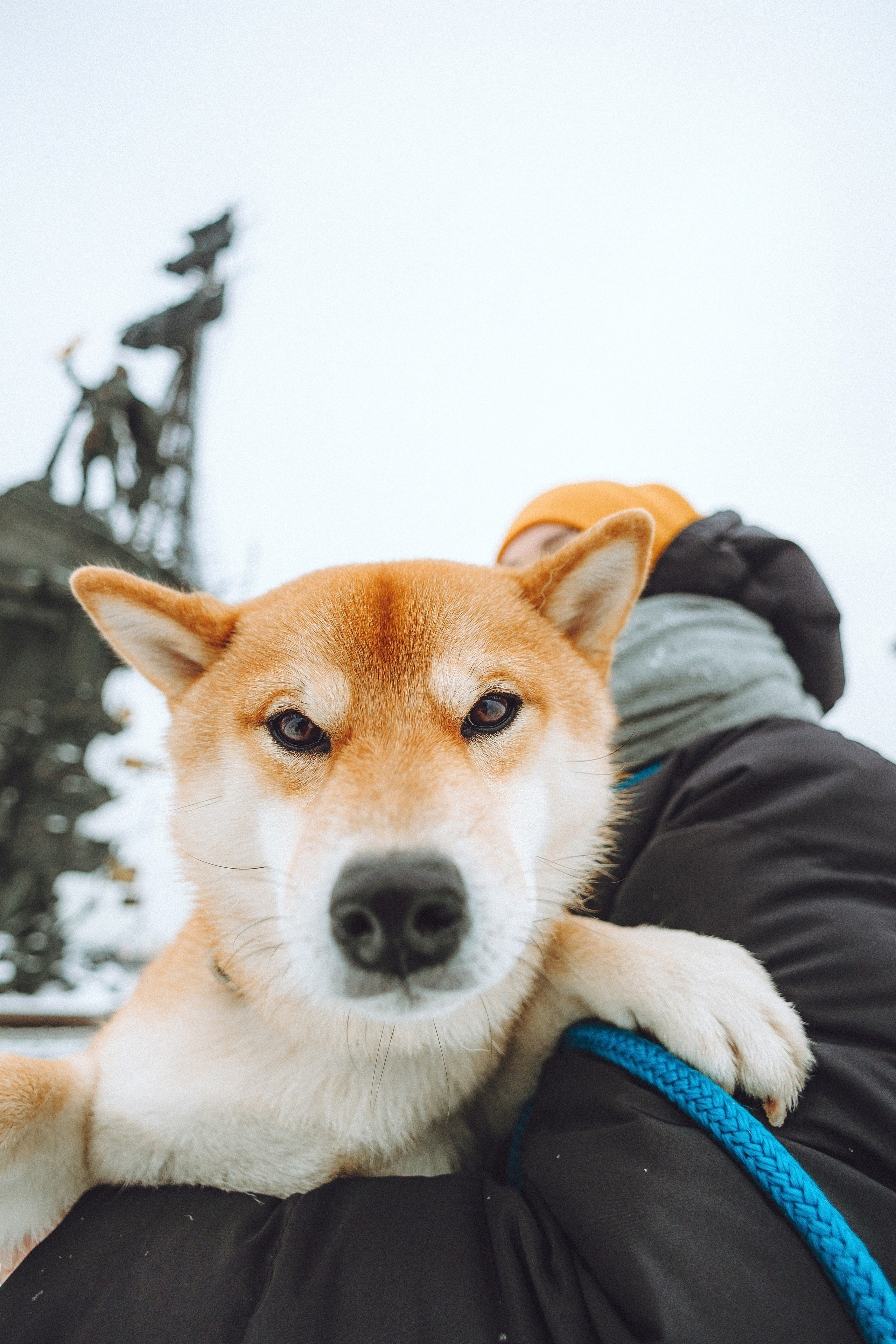 Настя и Ронин