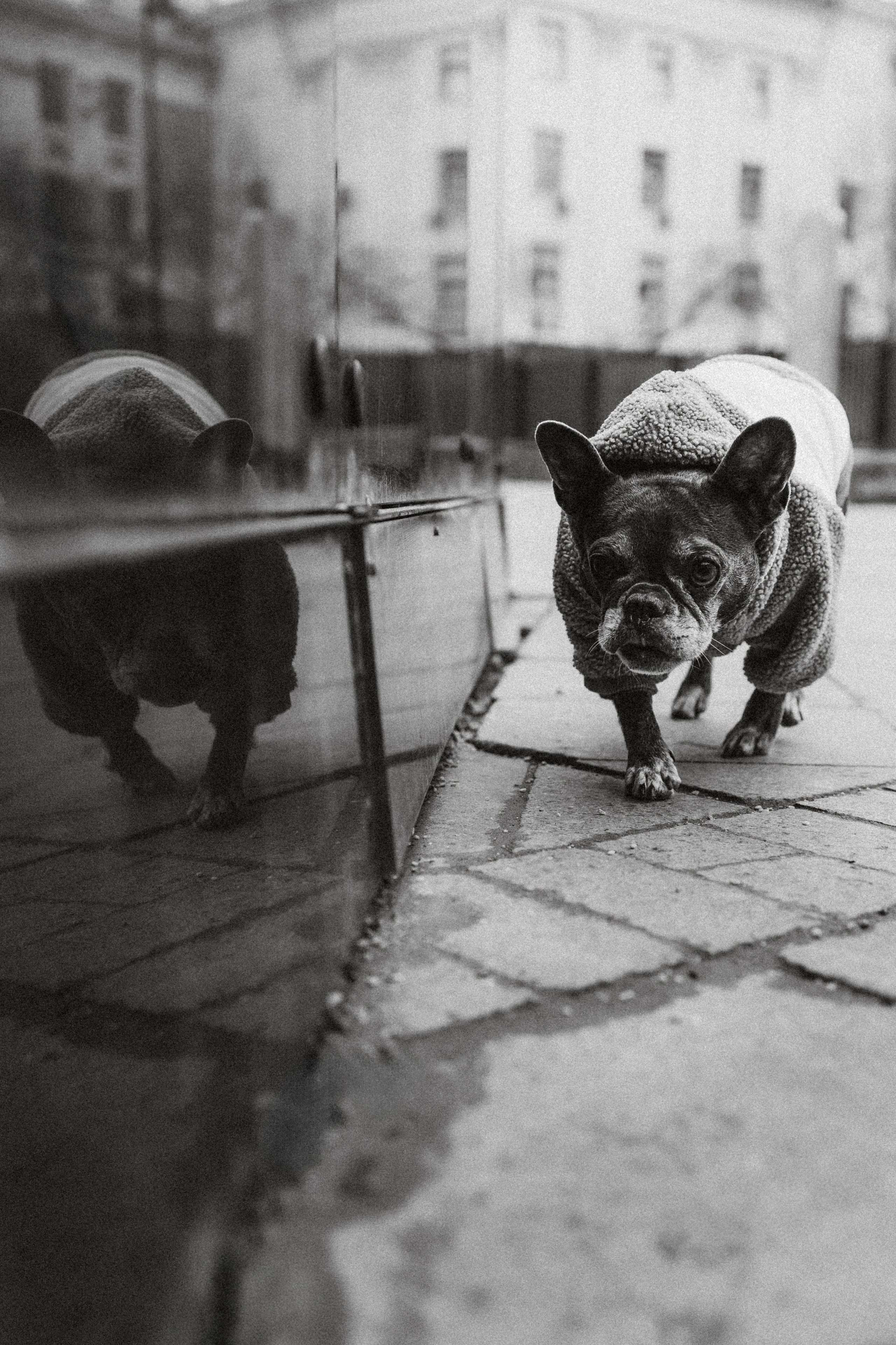 Юля, Вова и Моня