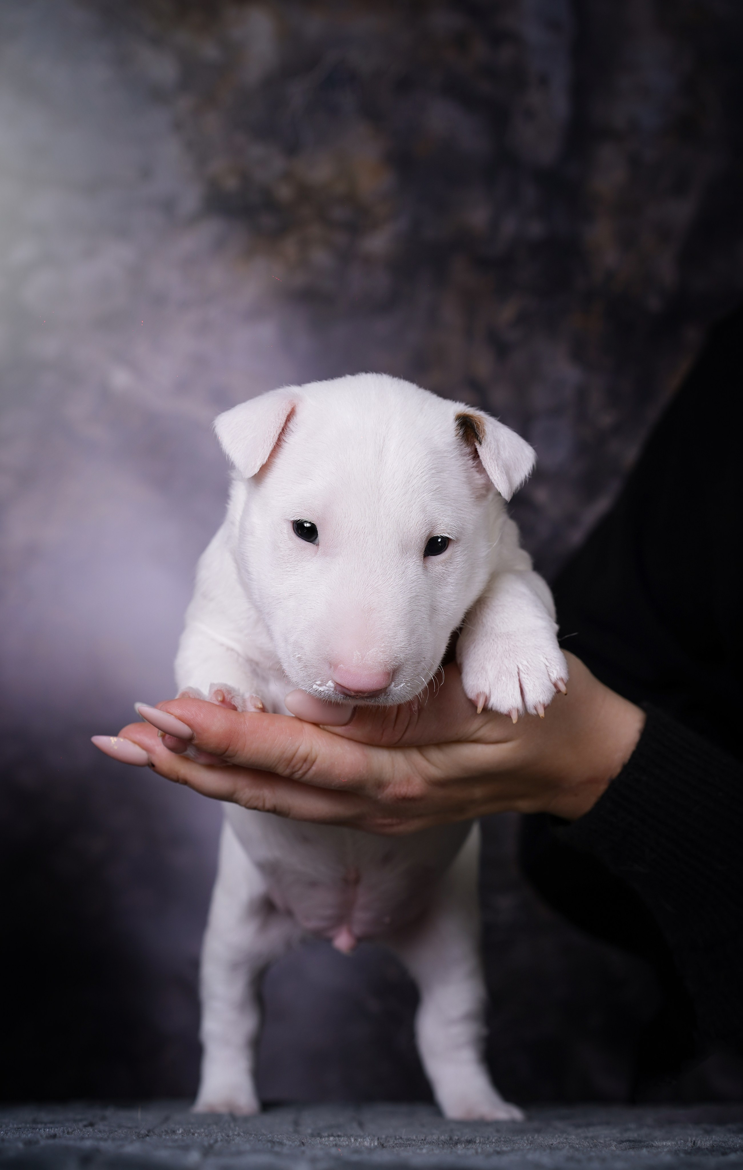 Щенки минибультерьера. Фотограф-анималист в Санкт-Петербурге Яна Мартынова