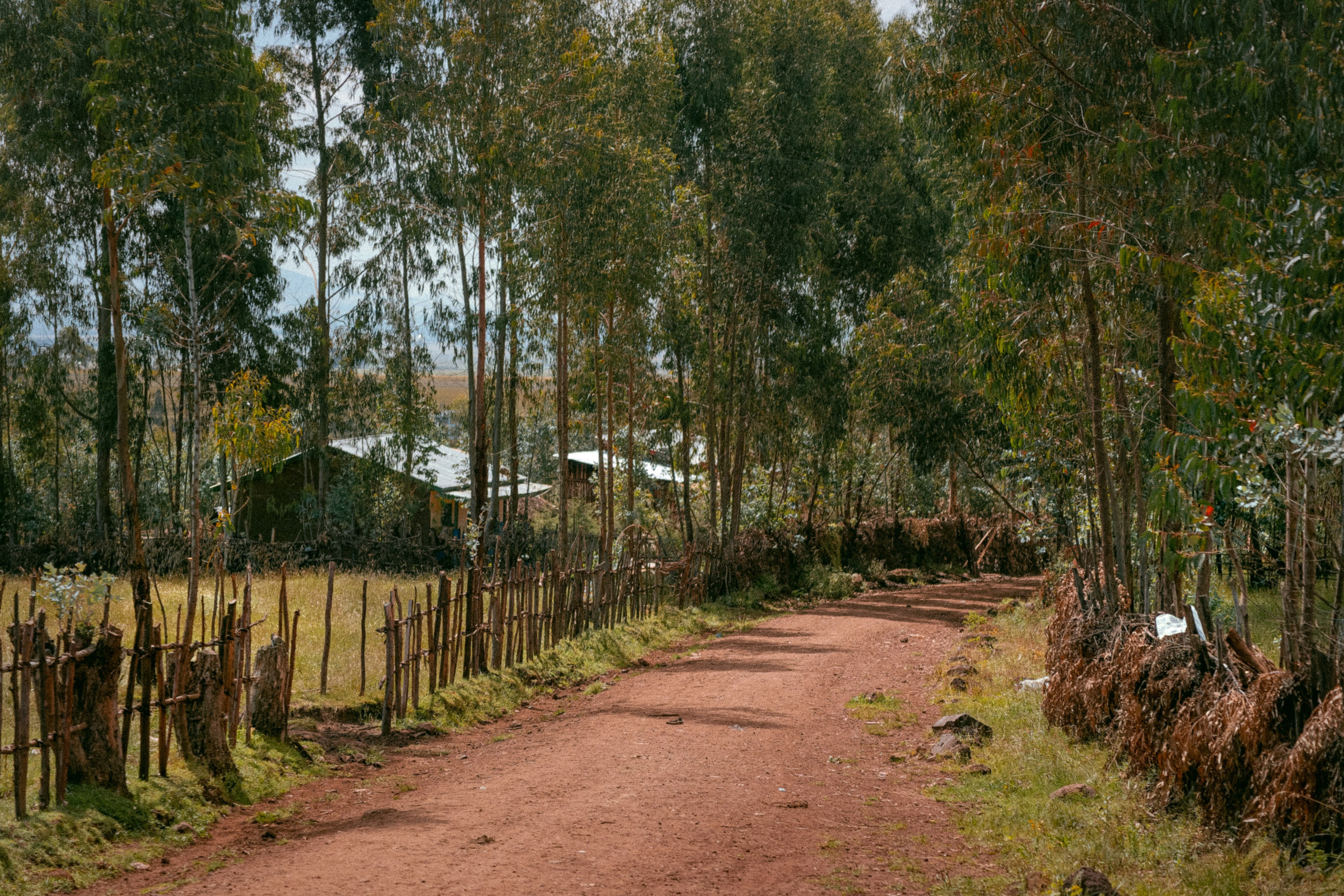Роль сельского хозяйства в экономике эфиопии