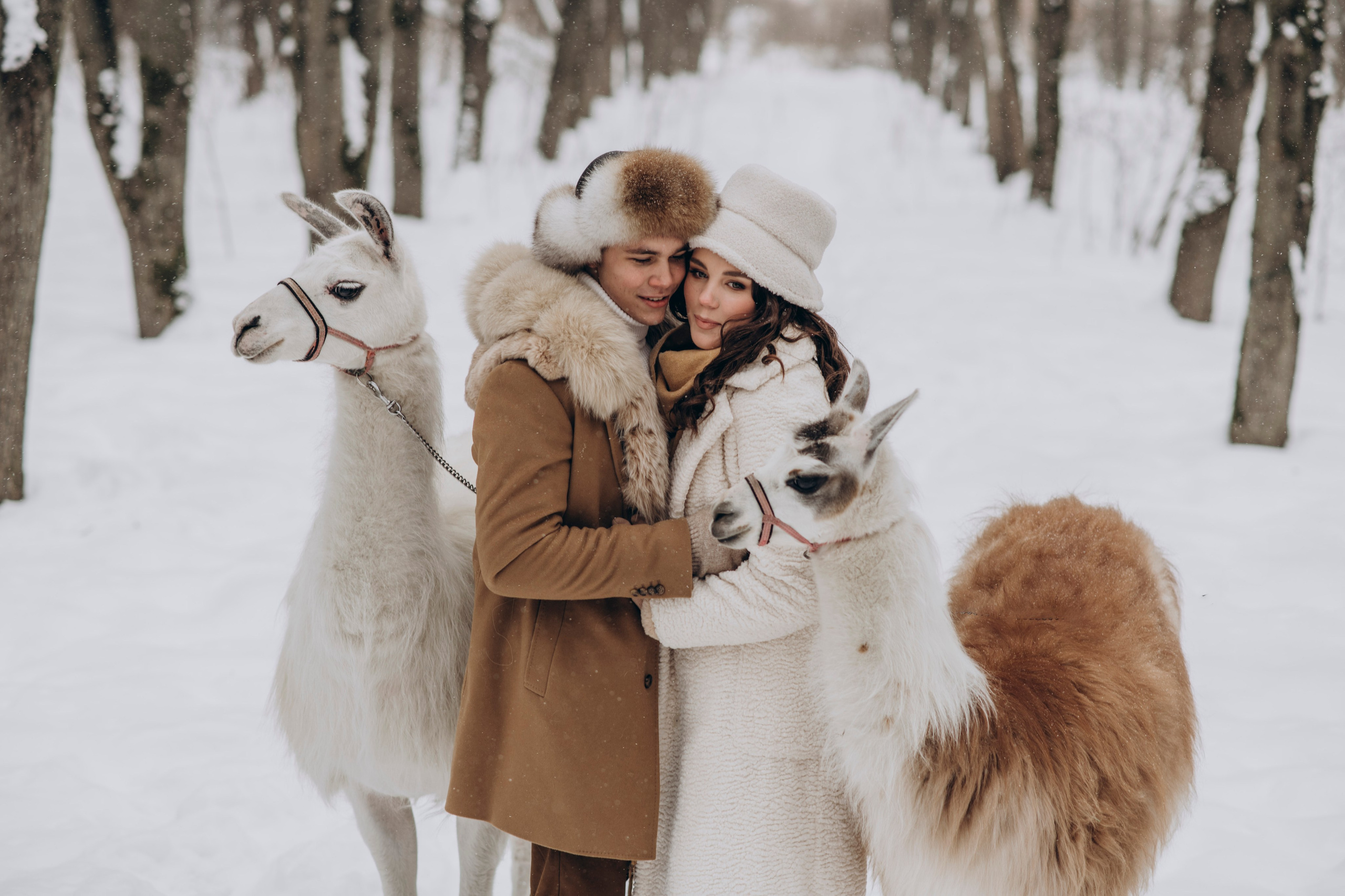 Зимняя фотосессия с Альпаками. Свадебный фотограф в Дмитрове