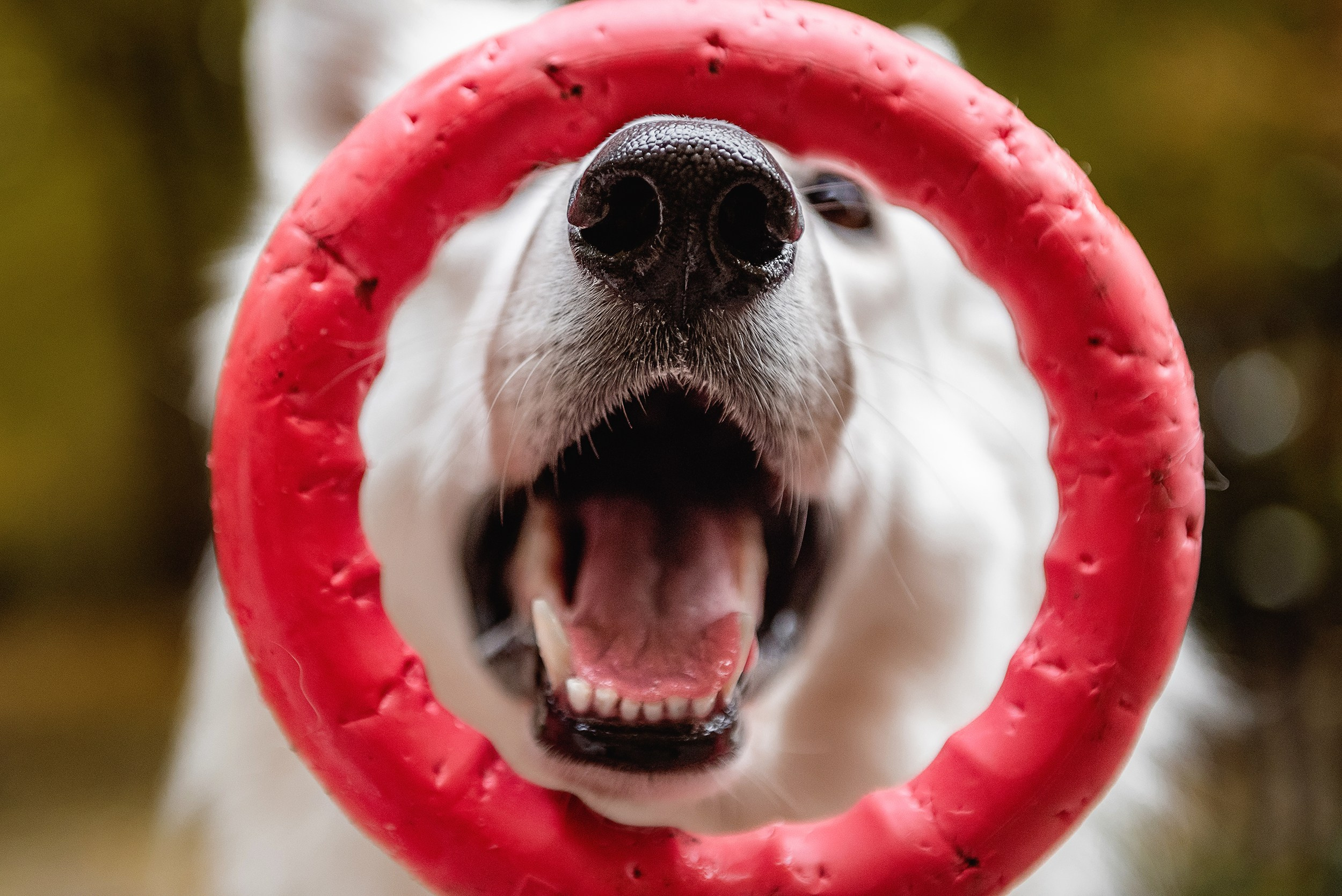 Катя и Джек. Семейный Фотограф в Москве Ирина Хохлова