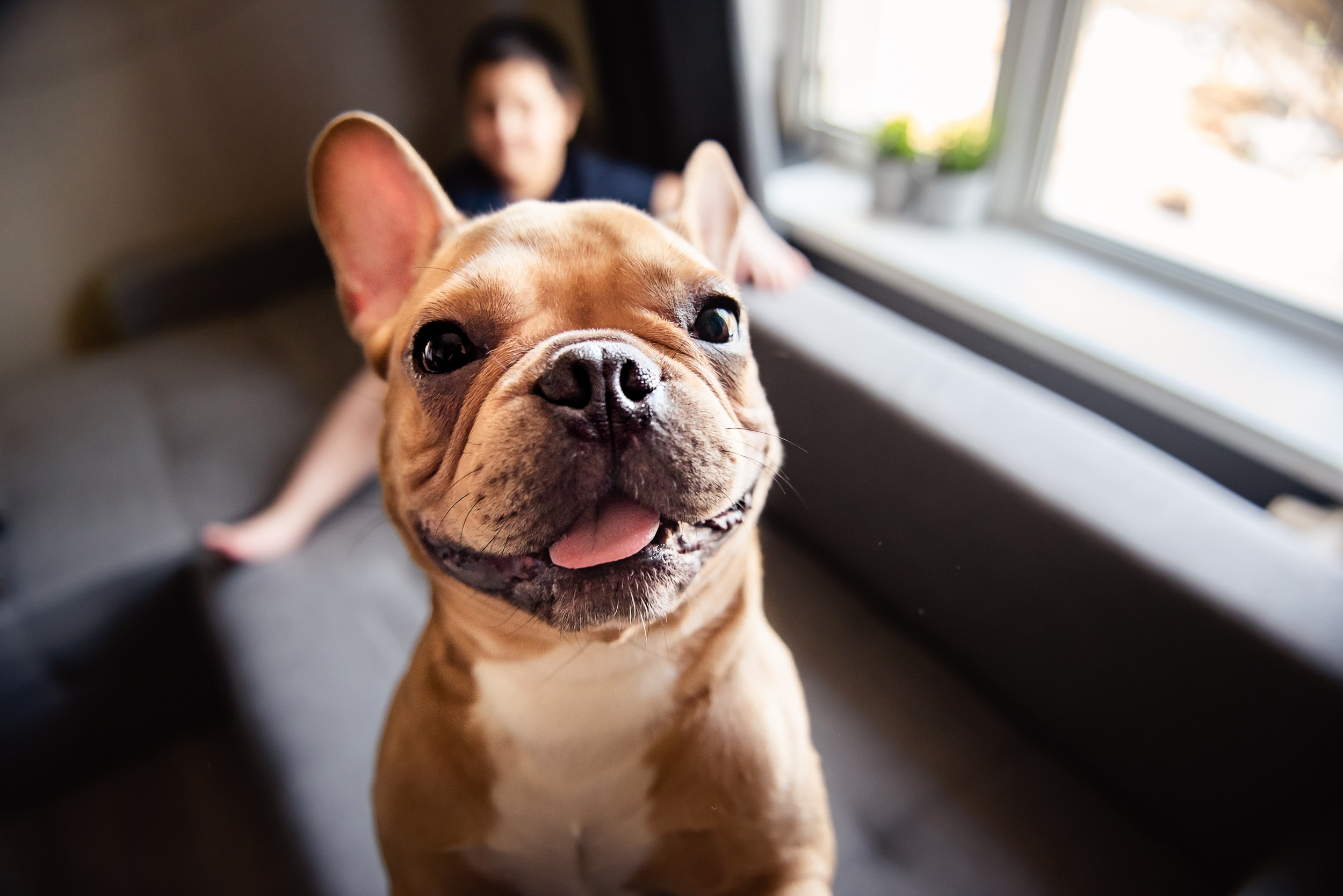 Бульдоги и компания. Семейный Фотограф в Москве Ирина Хохлова