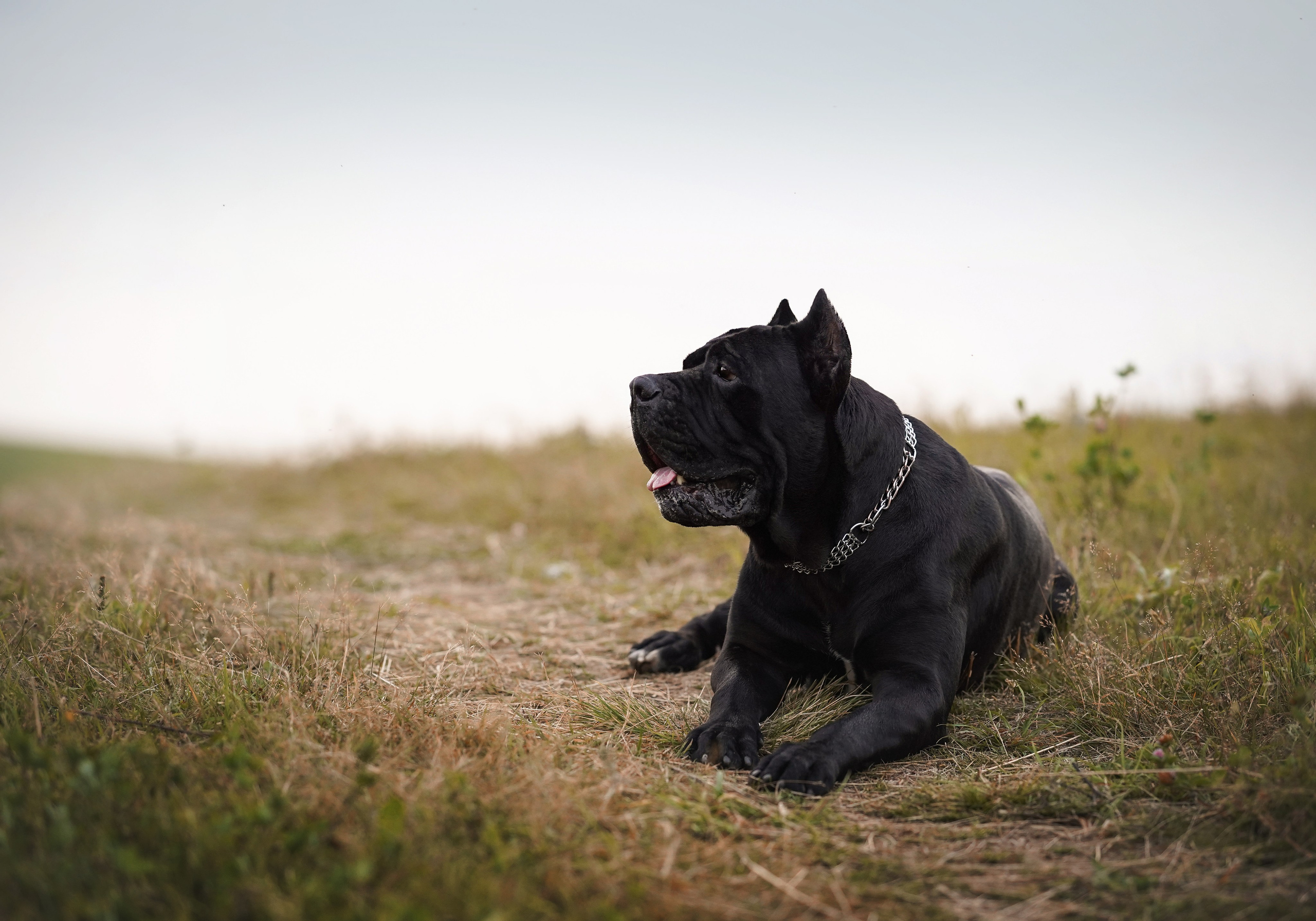 Юлия Костя и Виннер. Фотограф-анималист в Санкт-Петербурге Яна Мартынова