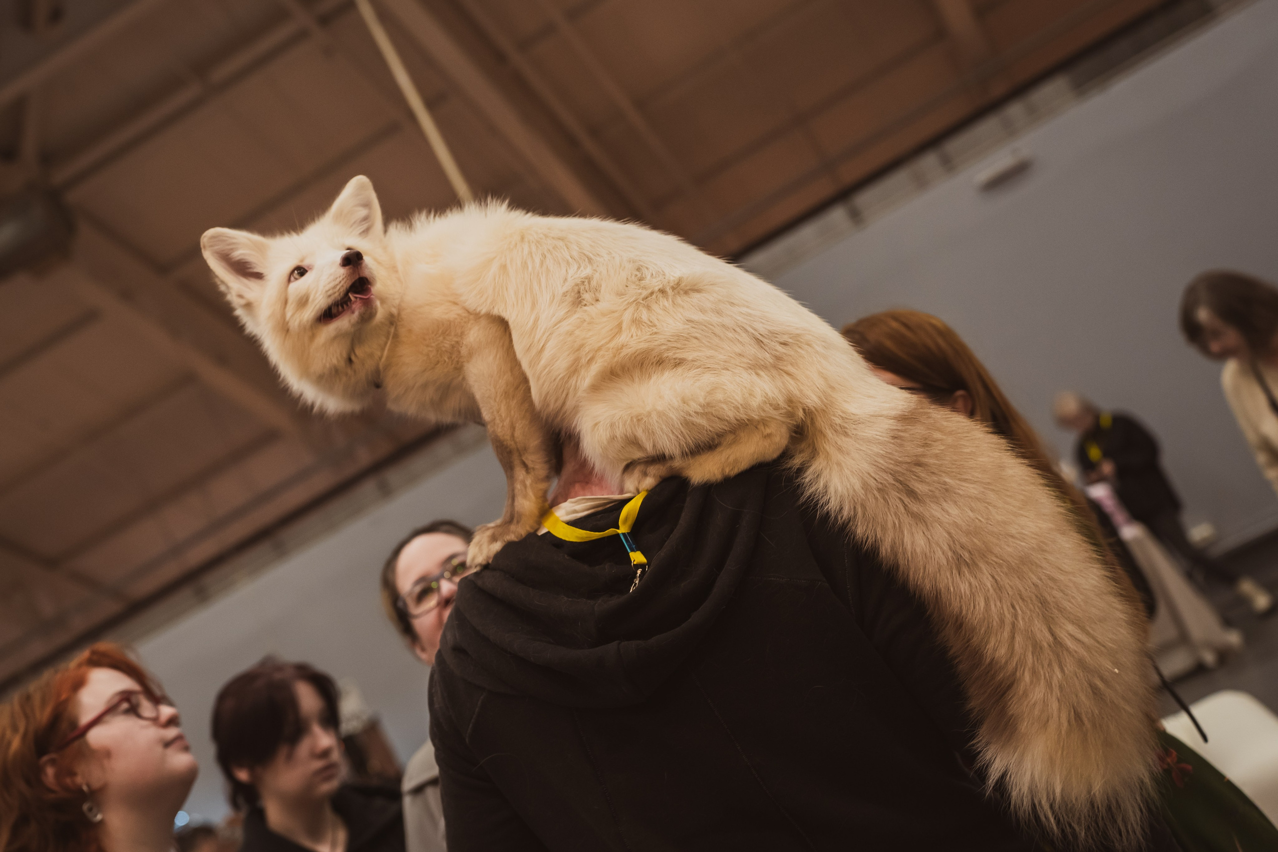 Fox Family fest. Репортажный фотограф Анастасия Рубцова