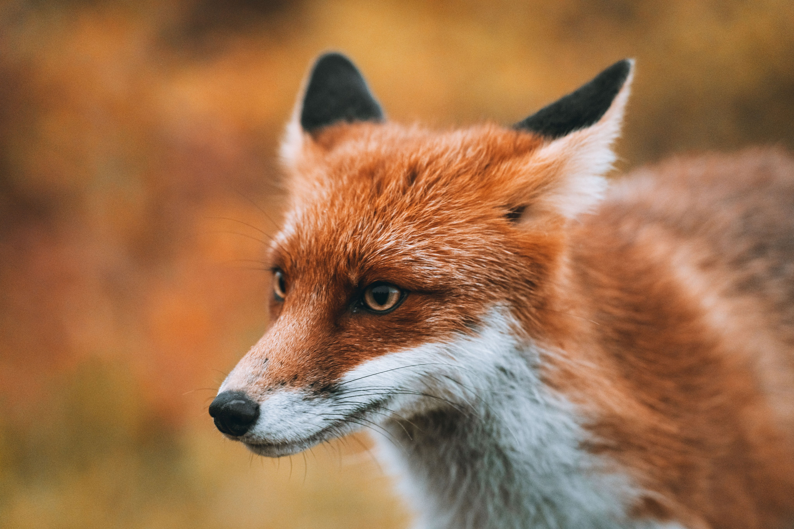 СЕВЕР. Event фотограф Степанова Александра