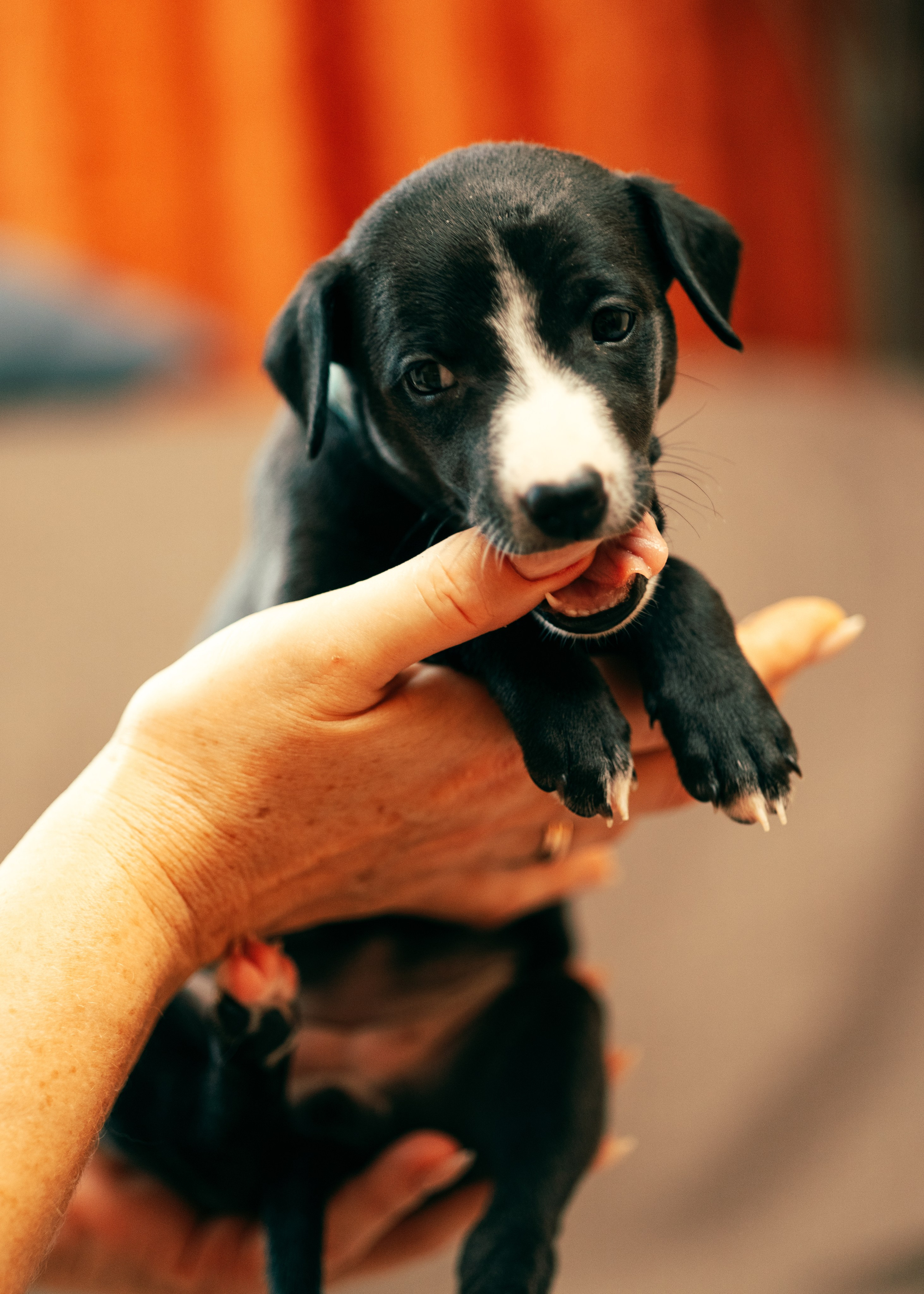 Щенки. Анна Самохина. Фотограф. Москва